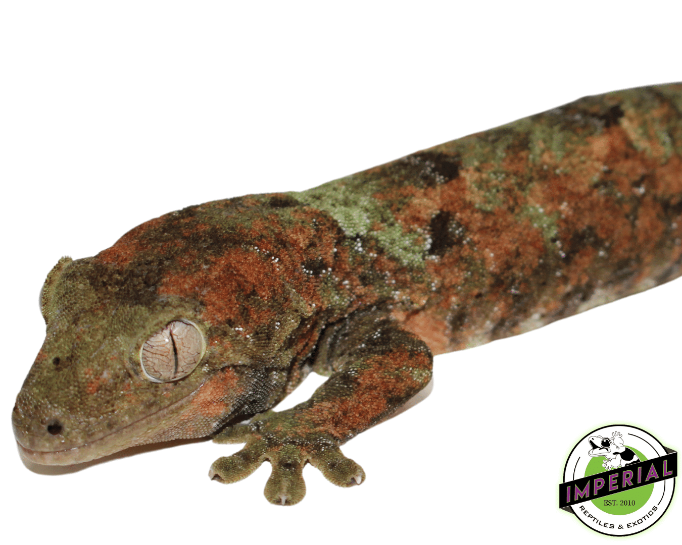 High Red Chahoua Gecko Adult Male — image 2