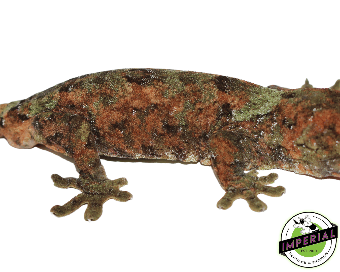 High Red Chahoua Gecko Adult Male — image 3