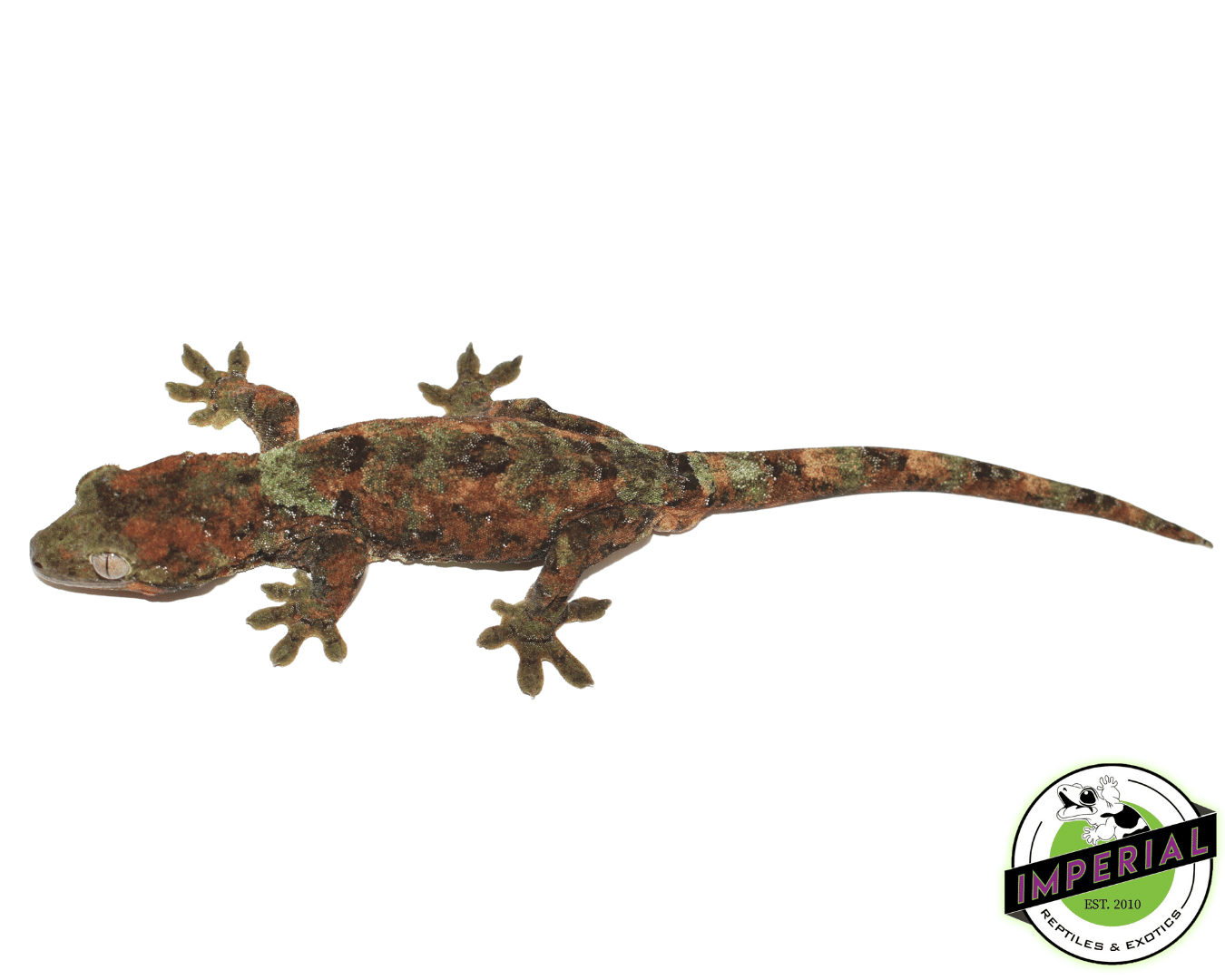 High Red Chahoua Gecko Adult Male