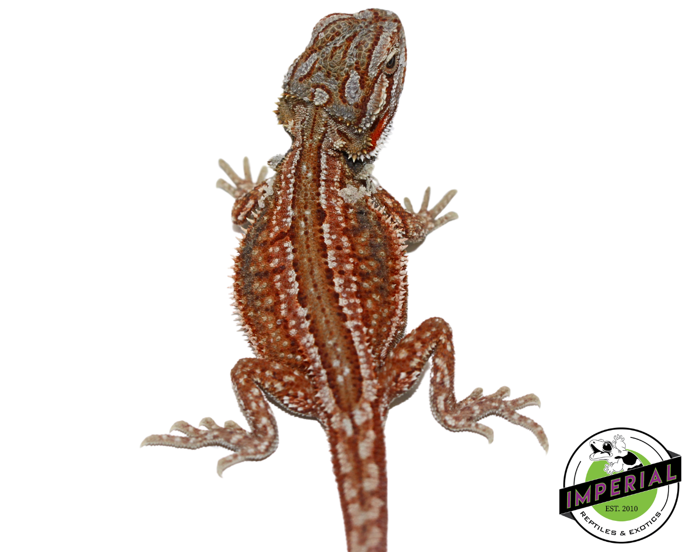 High Red Genetic Stripe Bearded Dragon Baby