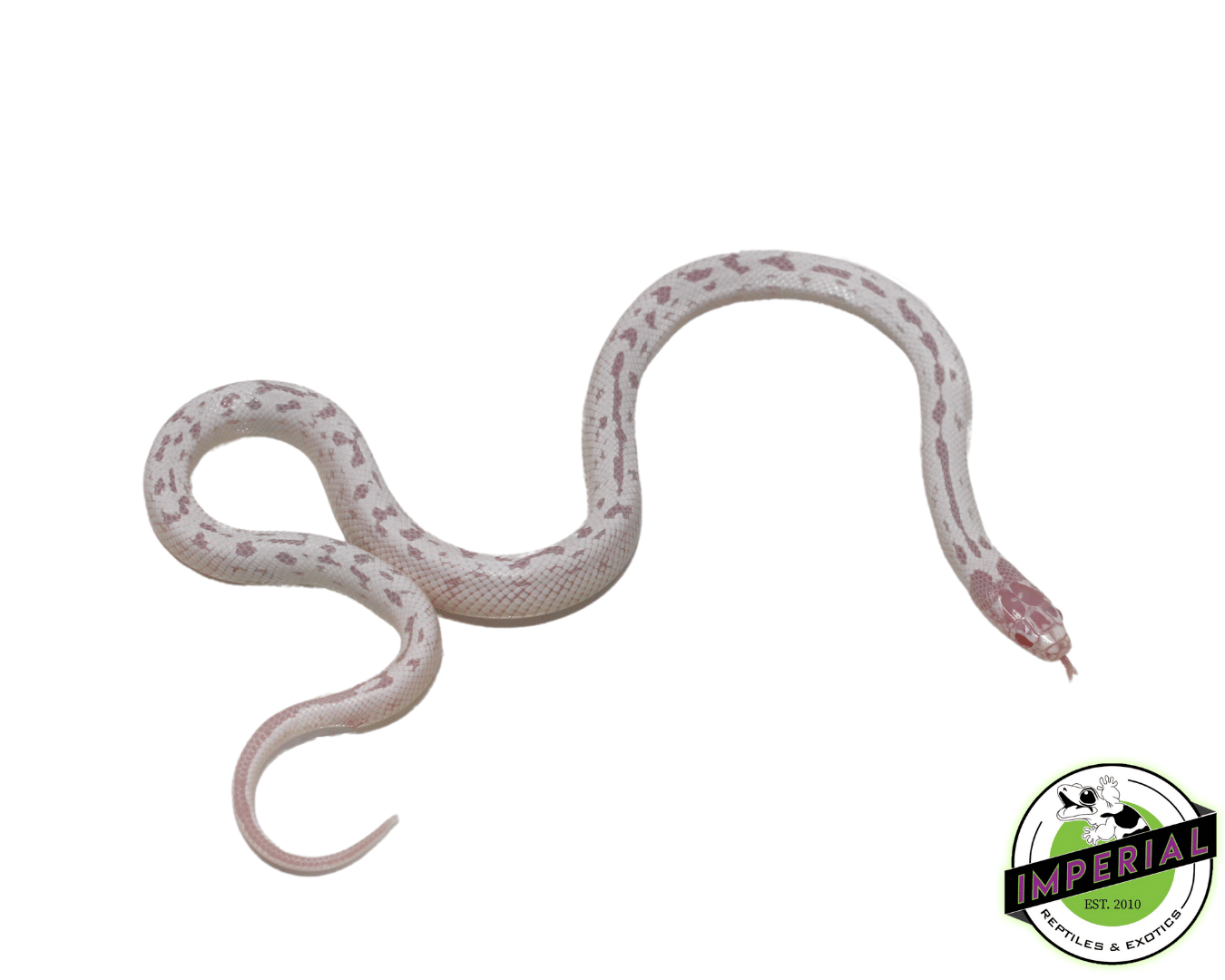 High White Aberrant Albino Cal King Female — image 2