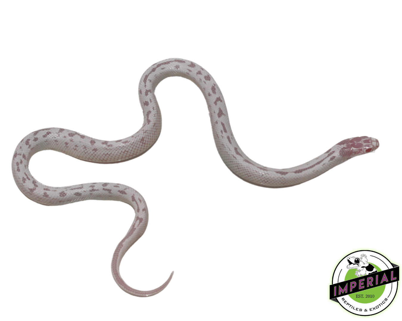 High White Aberrant Albino Cal King Female