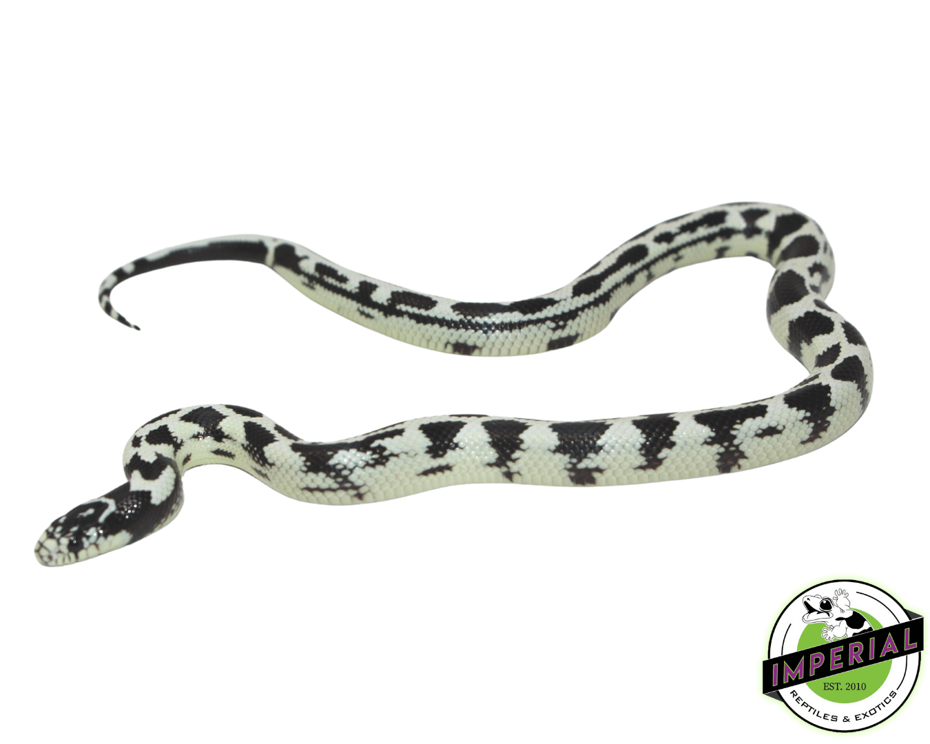 High White Aberrant Cal King Male — image 2