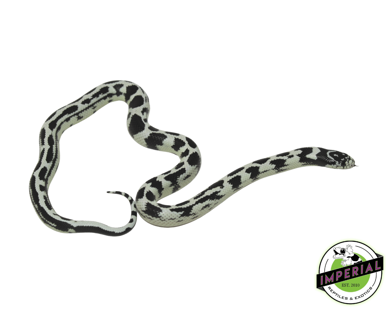 High White Aberrant Cal King Male