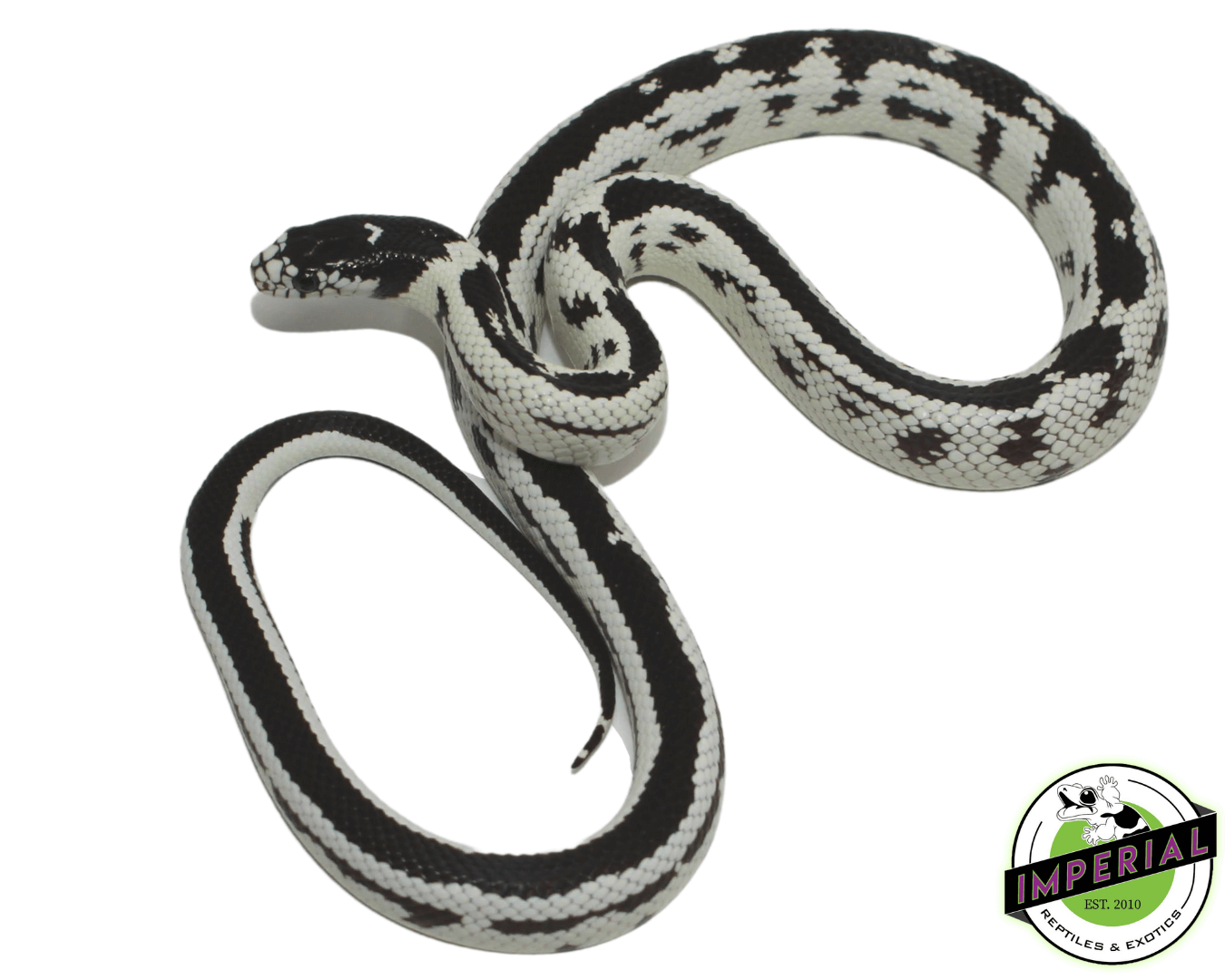 High White California Kingsnake — image 2