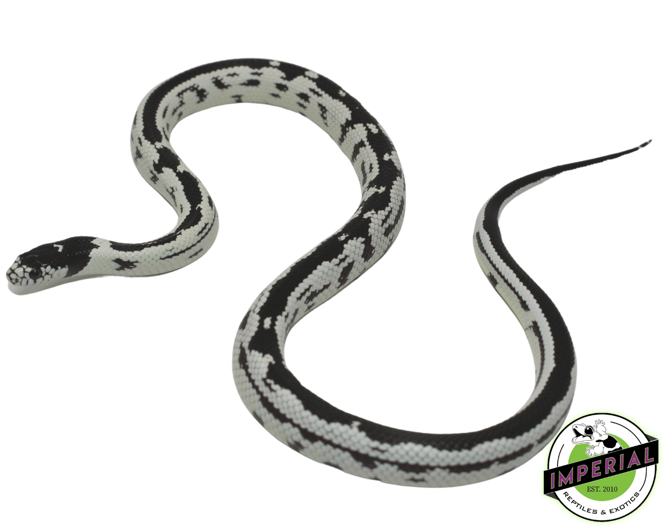High White California Kingsnake
