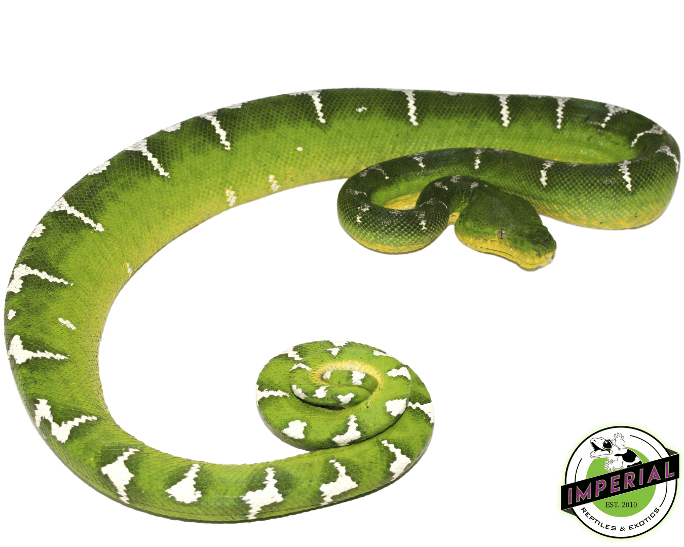 High White Emerald Tree Boa Adult Female (#31523-02)