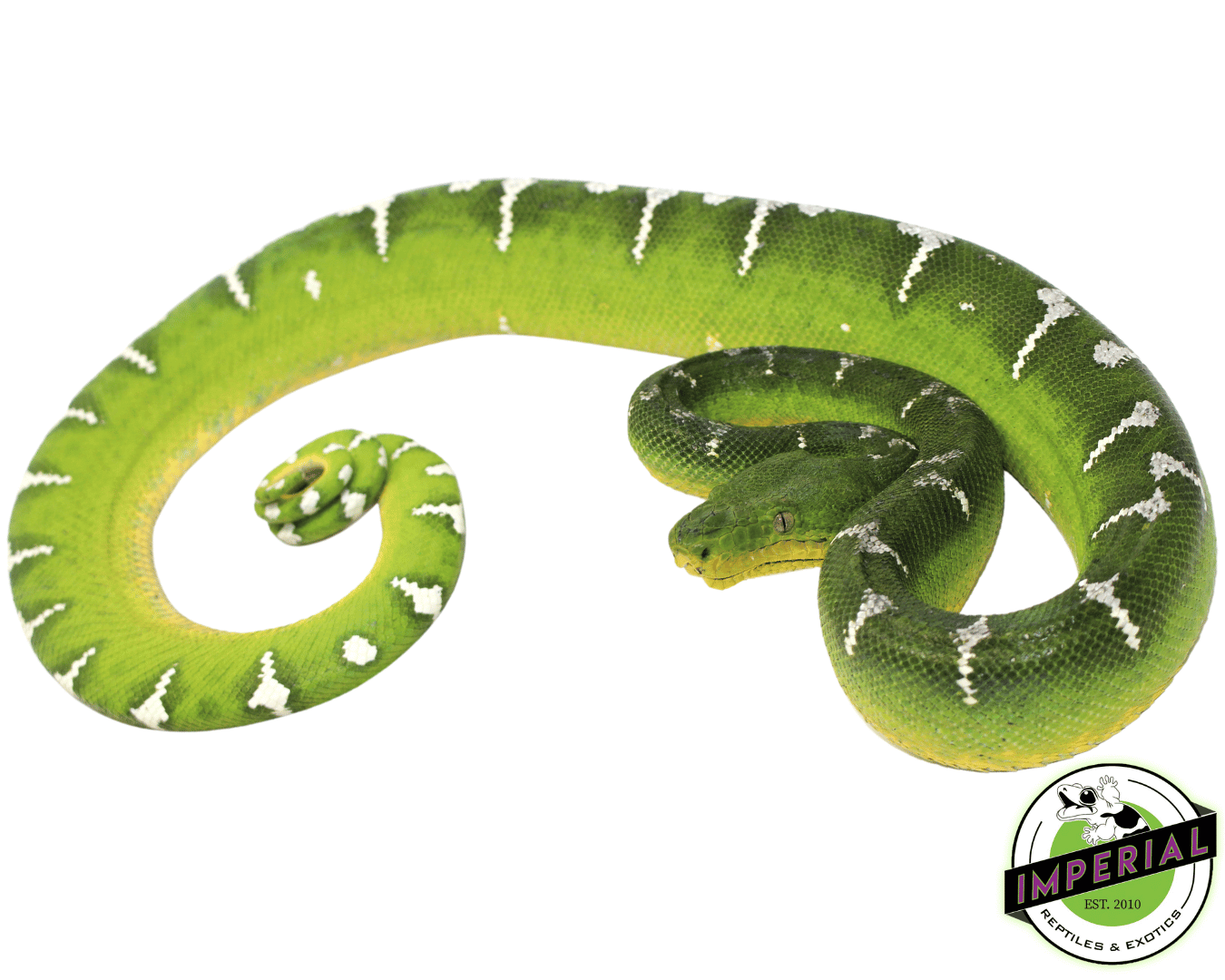 High White Emerald Tree Boa Adult Female (#31523-02) — image 2