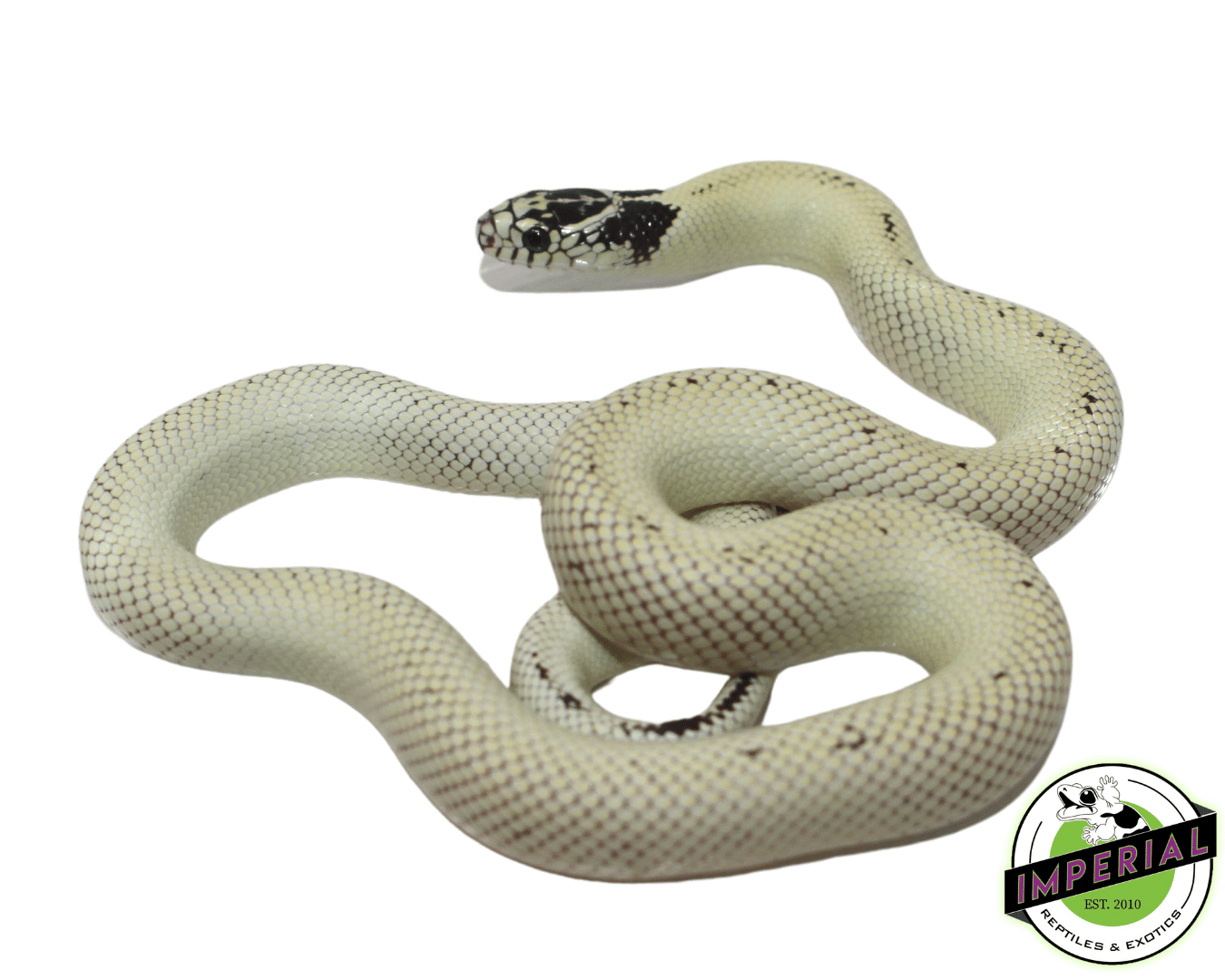 High Yellow Banana Cal King — image 2