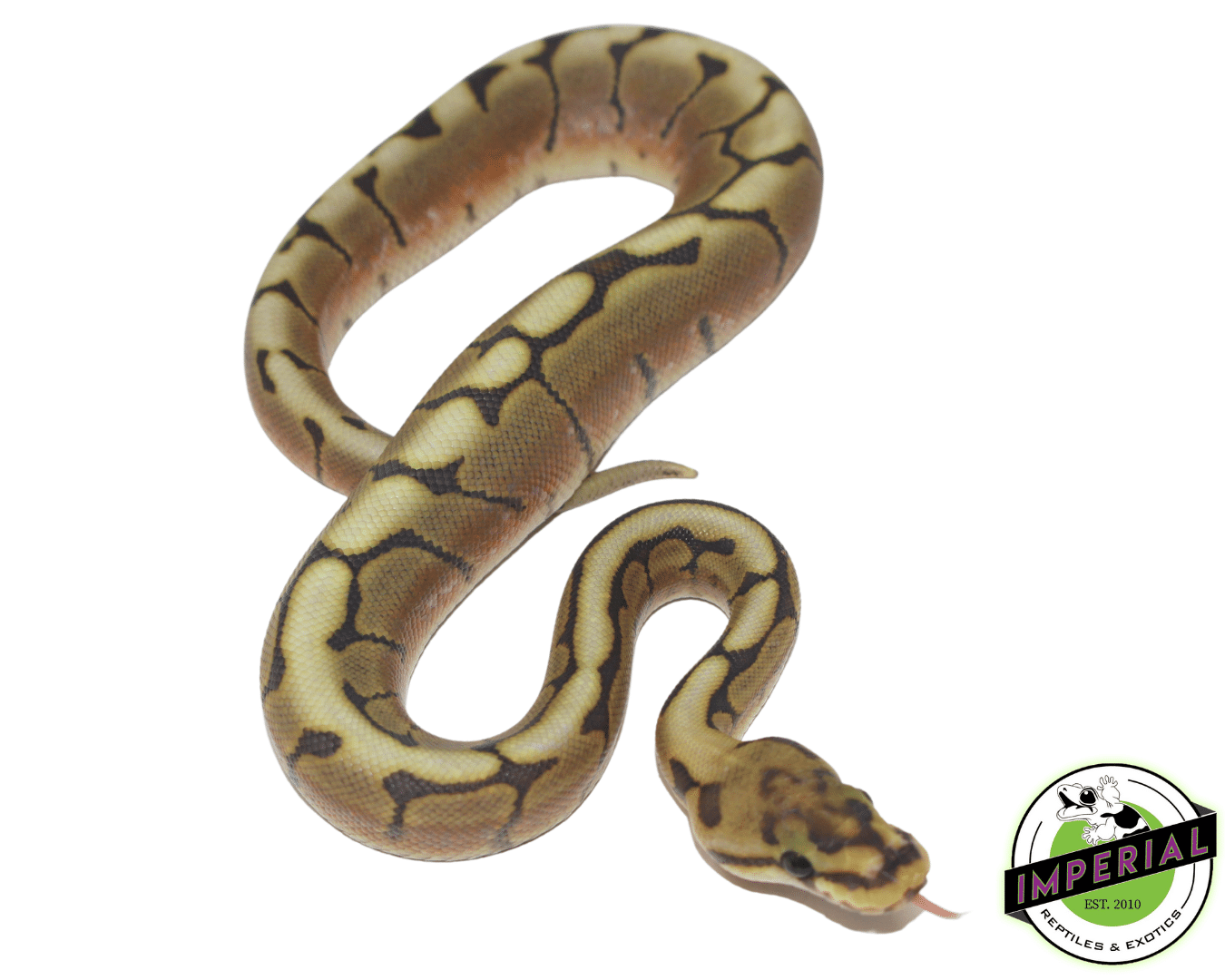 Honey Bee Ball Python Baby — image 2