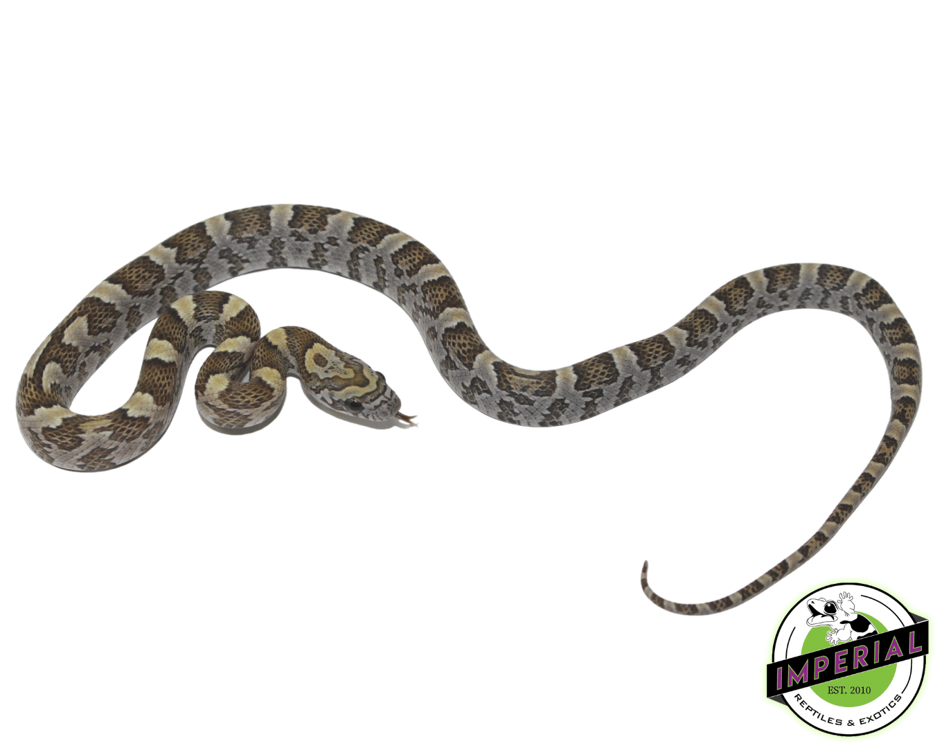 Honey Corn Snake
