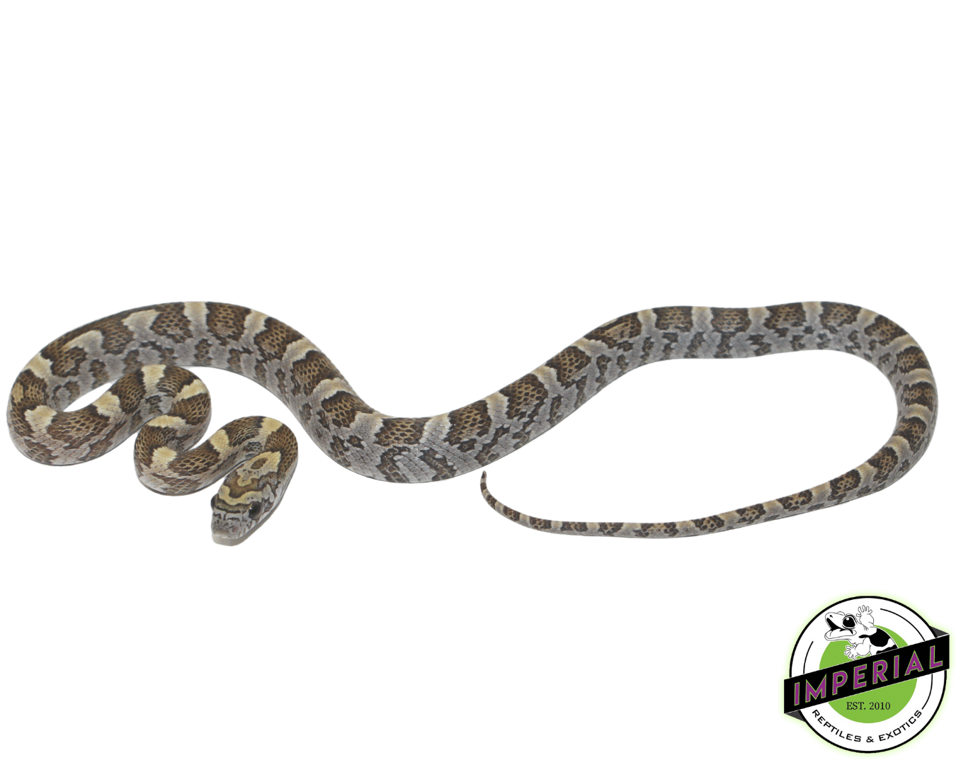 Honey Corn Snake — image 2