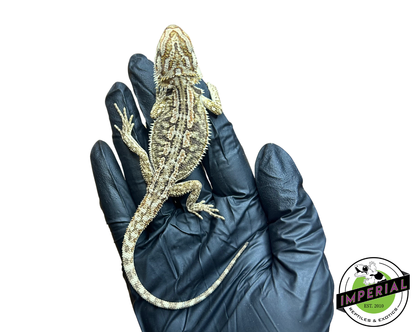 Honeycomb Bearded Dragon Baby