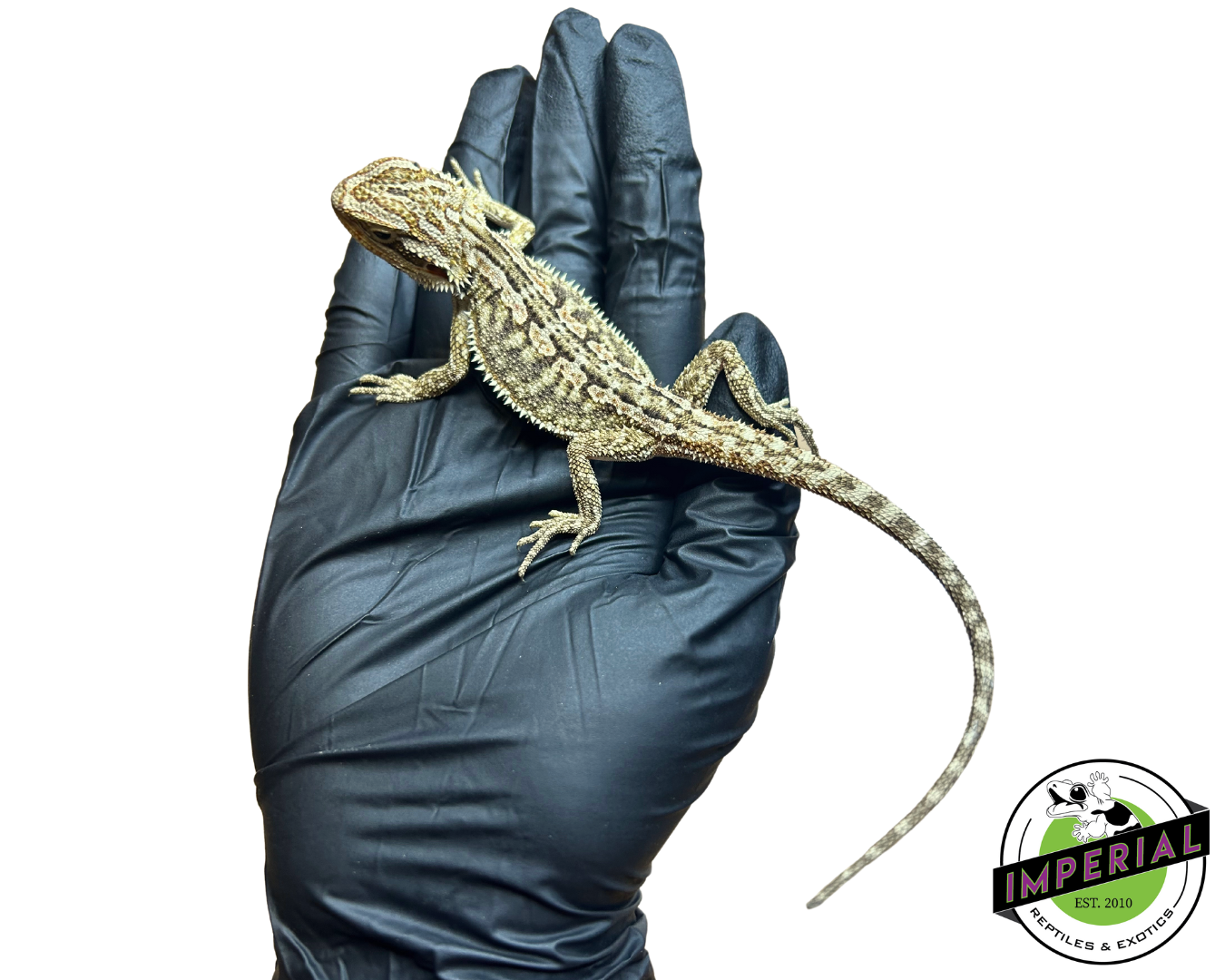 Honeycomb Bearded Dragon Baby — image 2