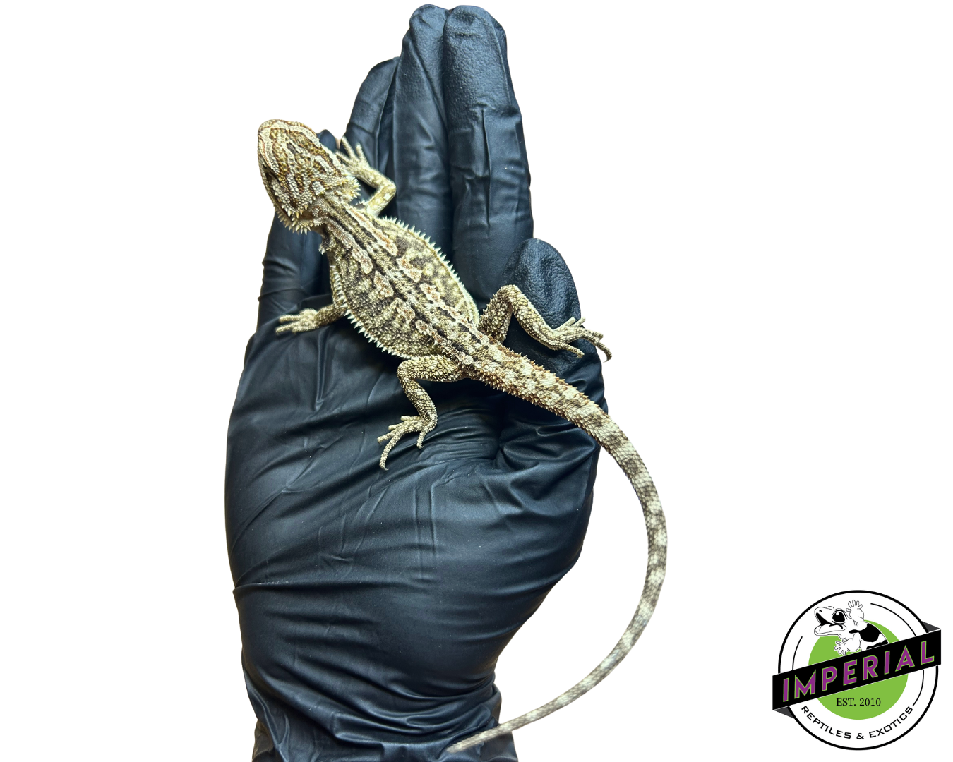 Honeycomb Bearded Dragon Baby — image 3