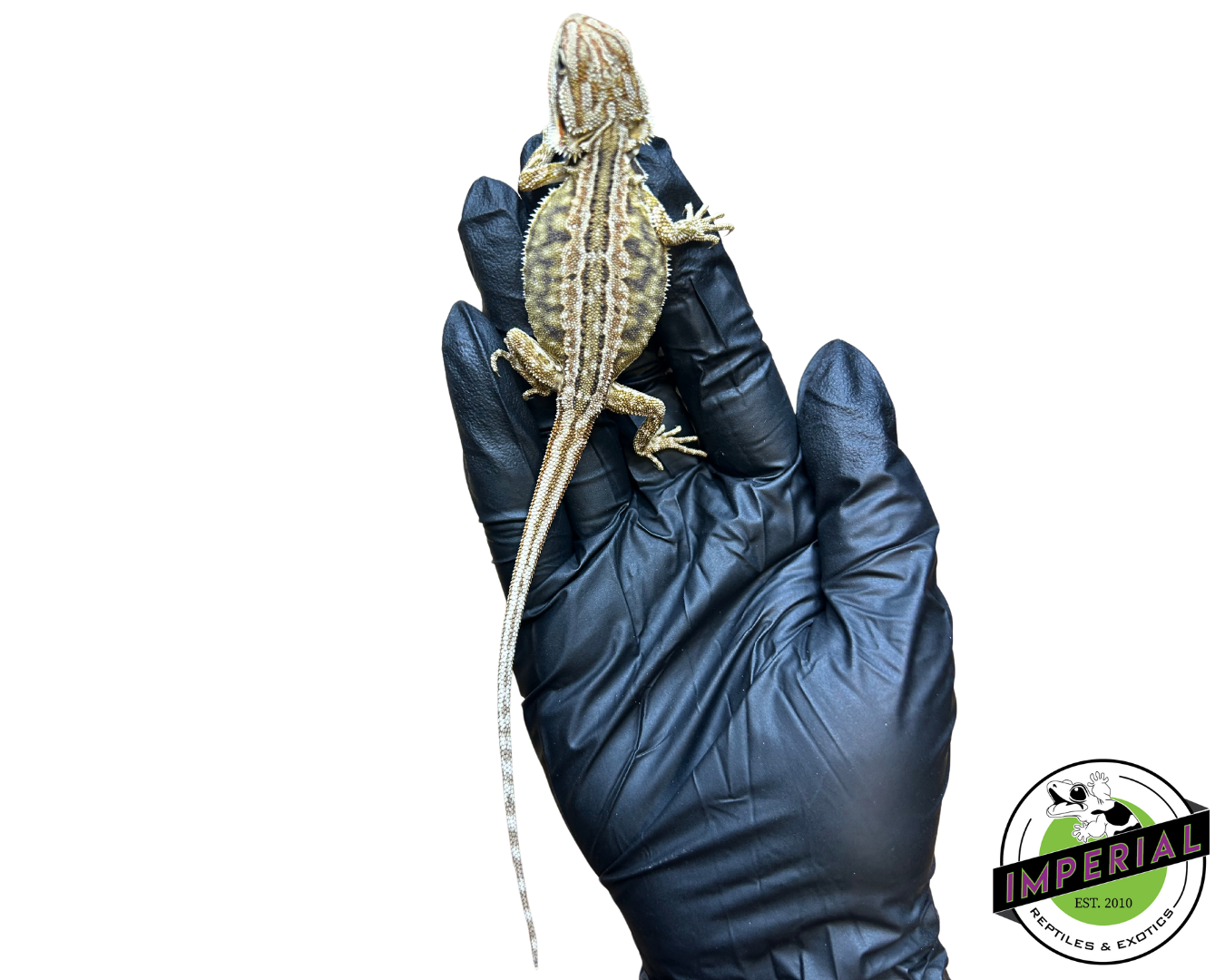 Honeycomb Leatherback Bearded Dragon Baby