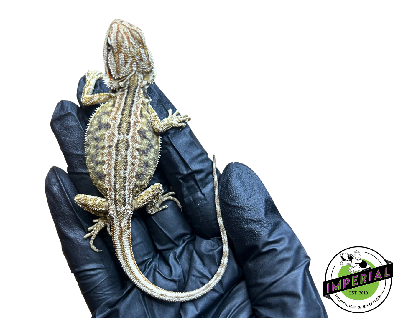 Honeycomb Leatherback Bearded Dragon Baby — image 2