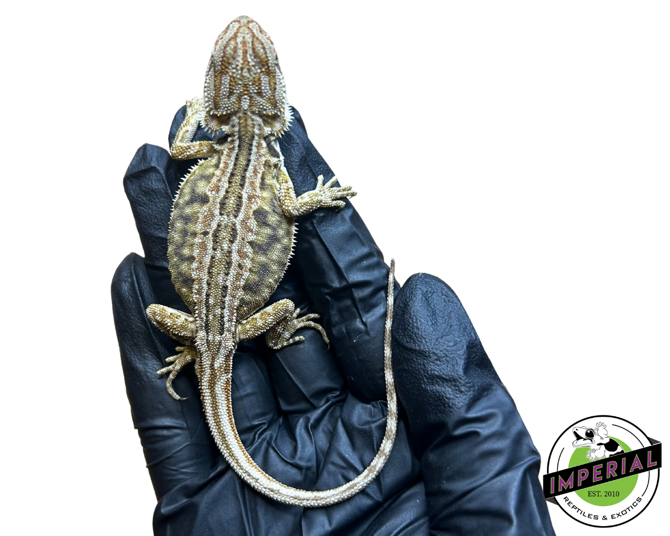 Honeycomb Leatherback Bearded Dragon Baby — image 3