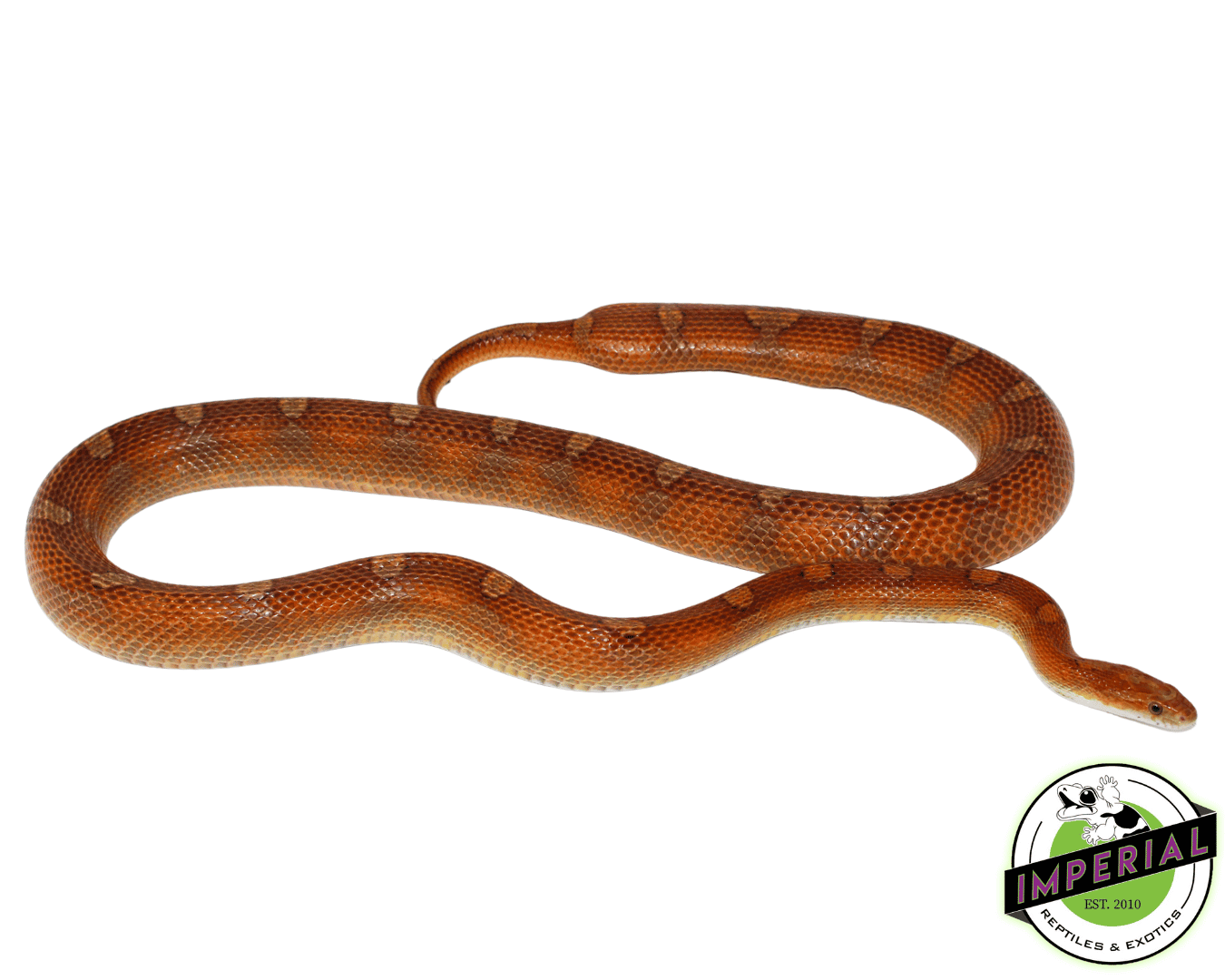 Hurricane Motley Corn Snake Adult Female (Pet Only! Needs a Diet!)