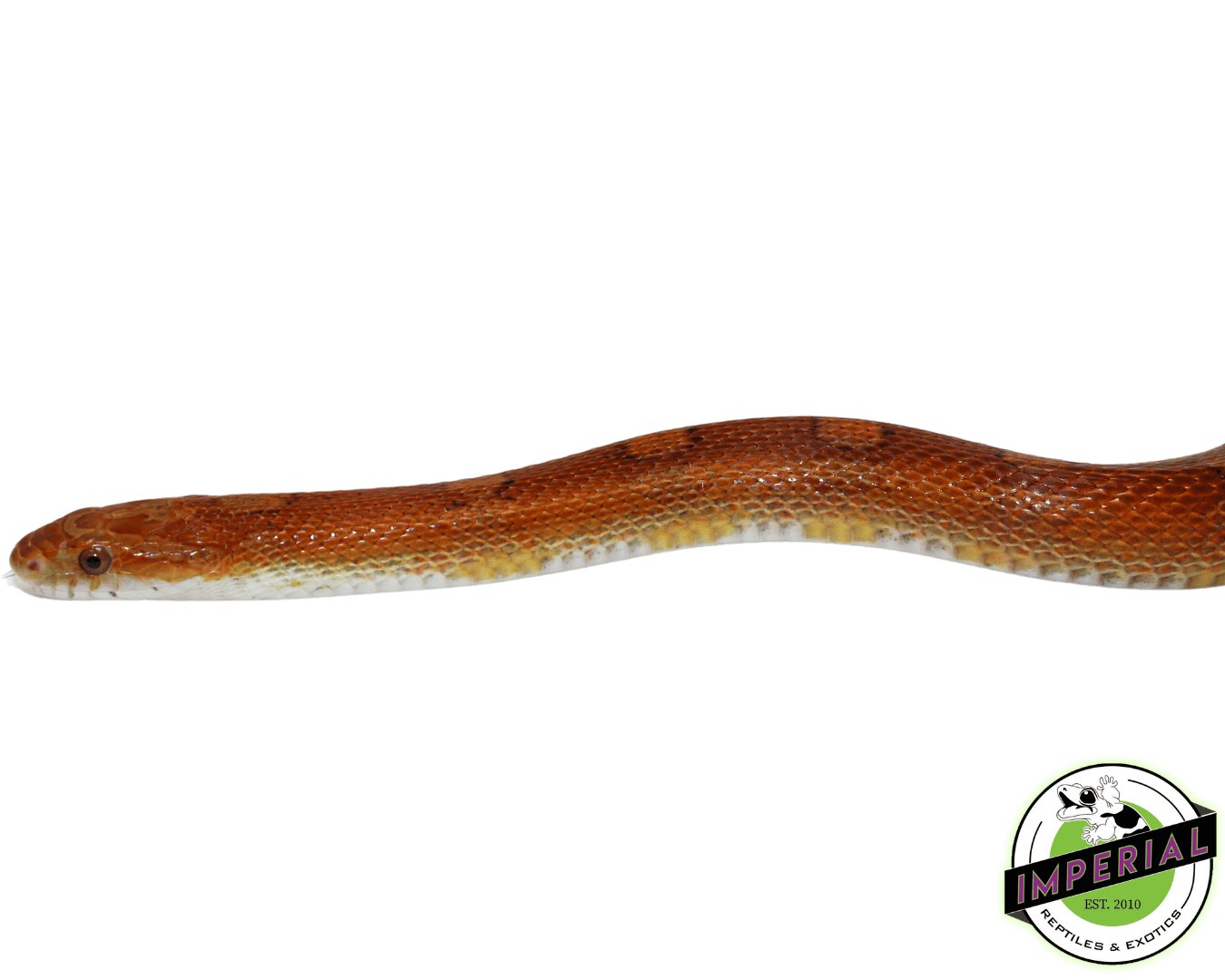 Hurricane Motley Corn Snake Adult Female (Pet Only! Needs a Diet!) — image 2