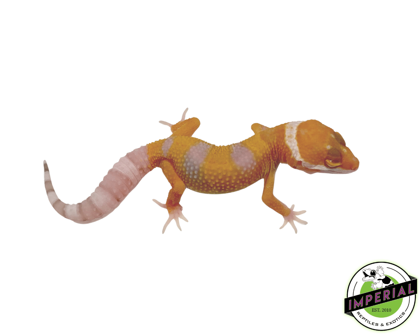 Hybino Leopard Gecko Baby