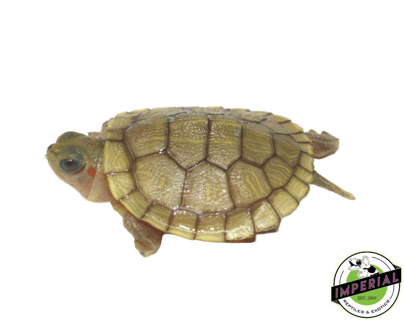 Hybino Red Ear Slider Baby — image 2