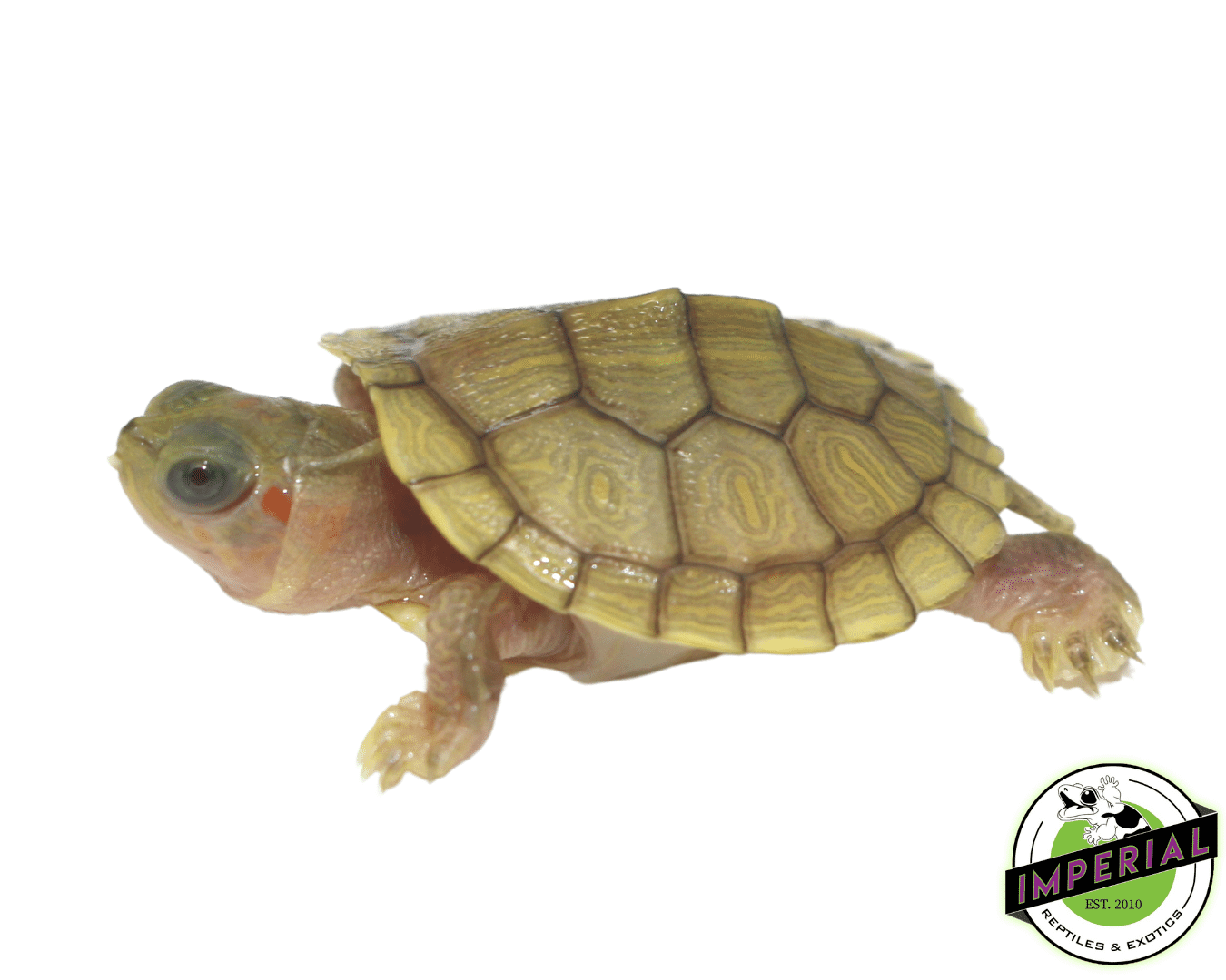 Hybino Red Ear Slider Baby