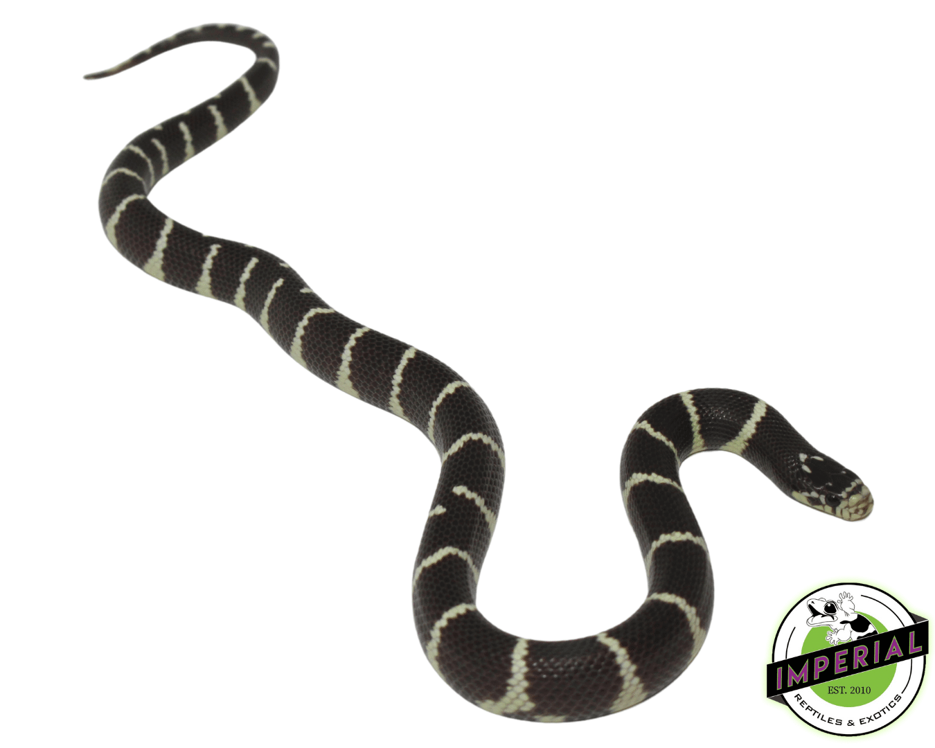 Hypo Banded California Kingsnake — image 2