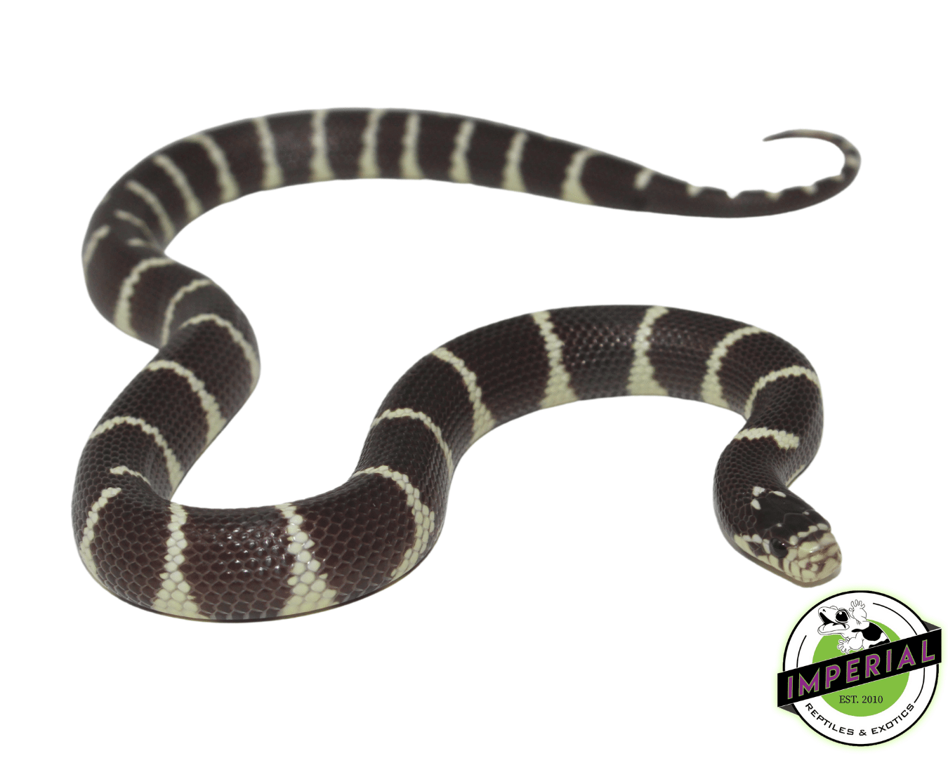 Hypo Banded California Kingsnake