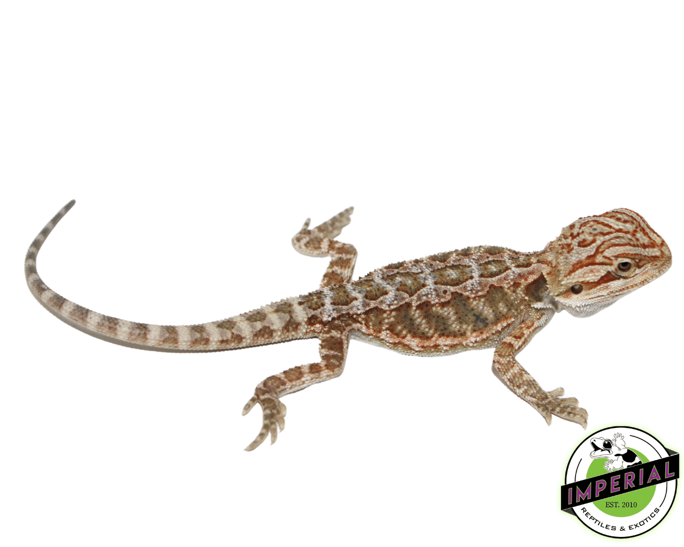 Hypo Bearded Dragon Baby