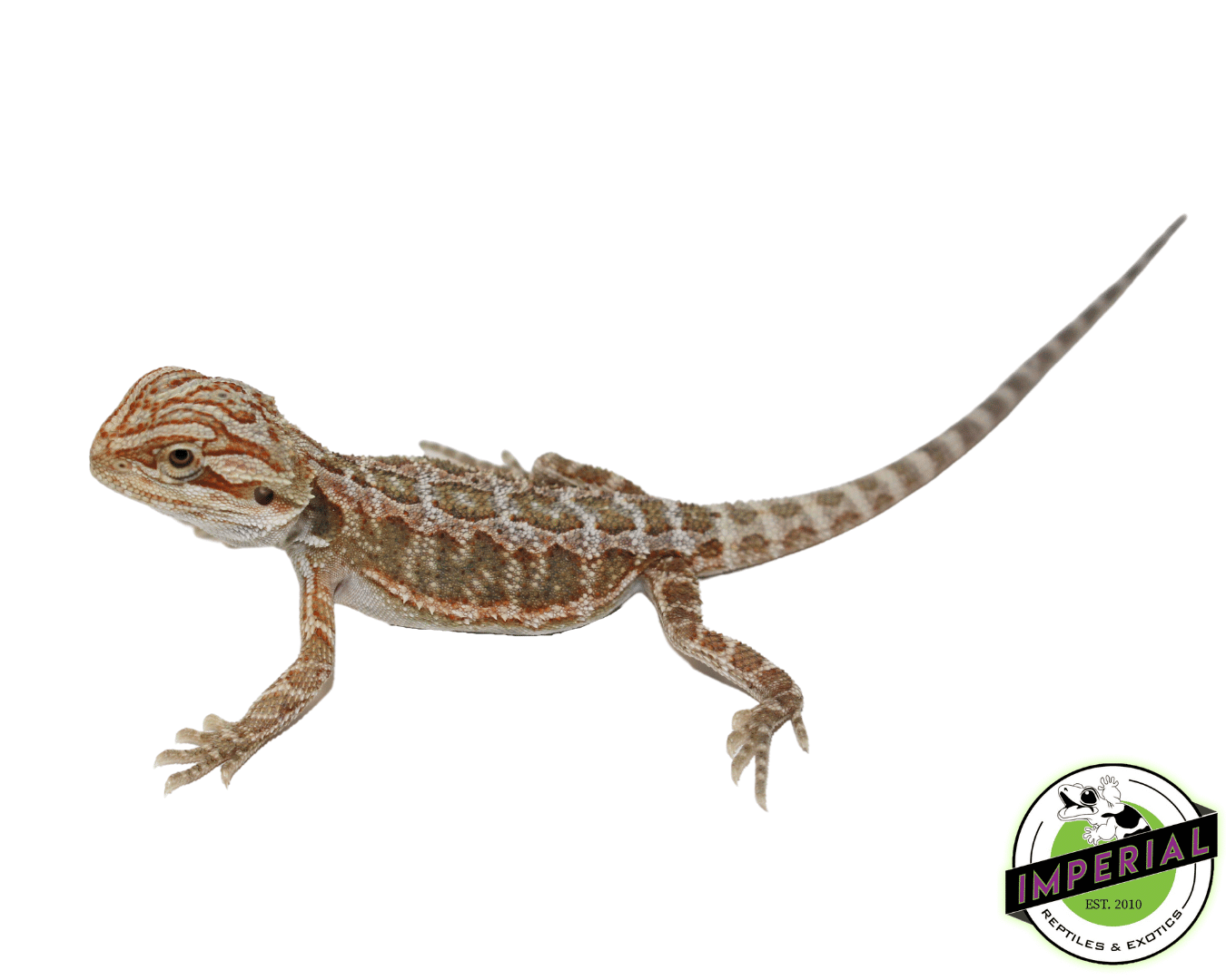 Hypo Bearded Dragon Baby — image 2