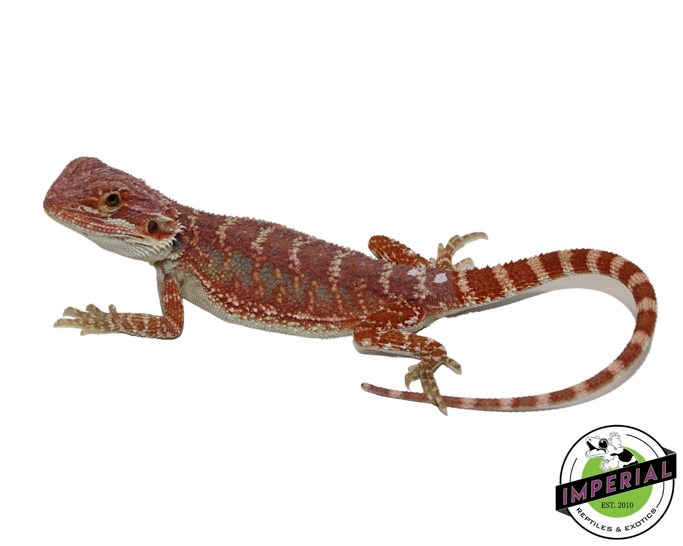 Hypo Blue Bar High Red Tiger Bearded Dragon Baby