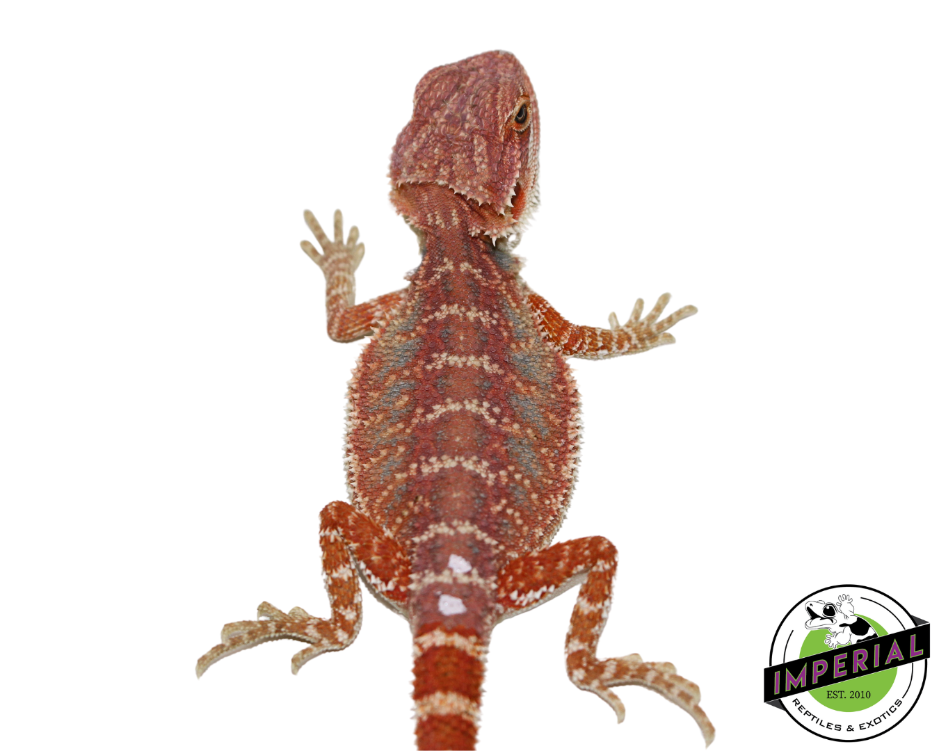 Hypo Blue Bar High Red Tiger Bearded Dragon Baby — image 2