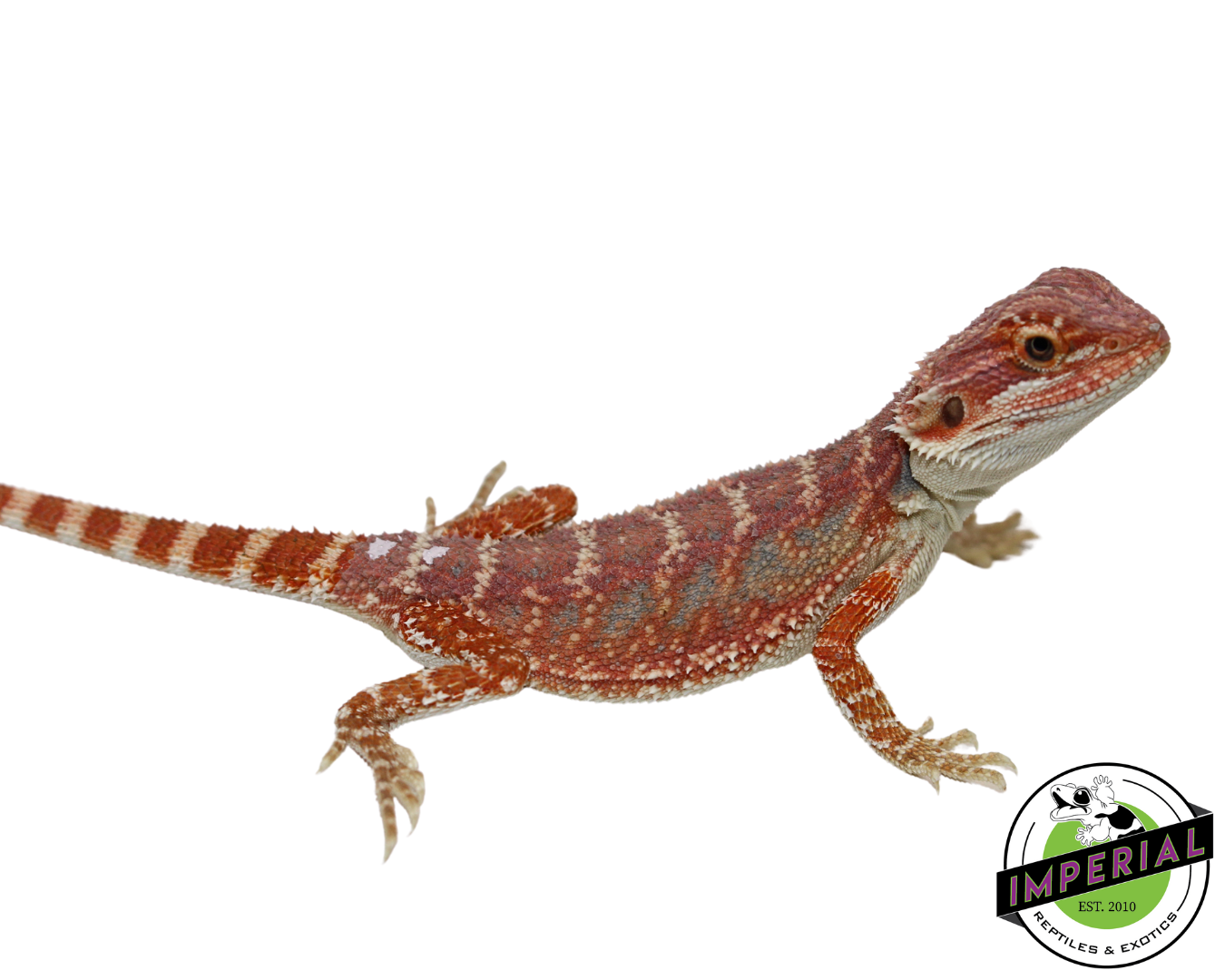 Hypo Blue Bar High Red Tiger Bearded Dragon Baby — image 3