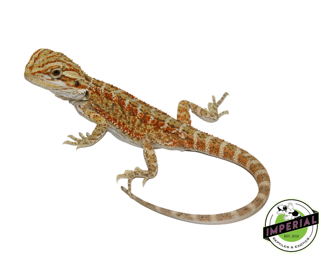 Hypo Citrus Bearded Dragon Baby