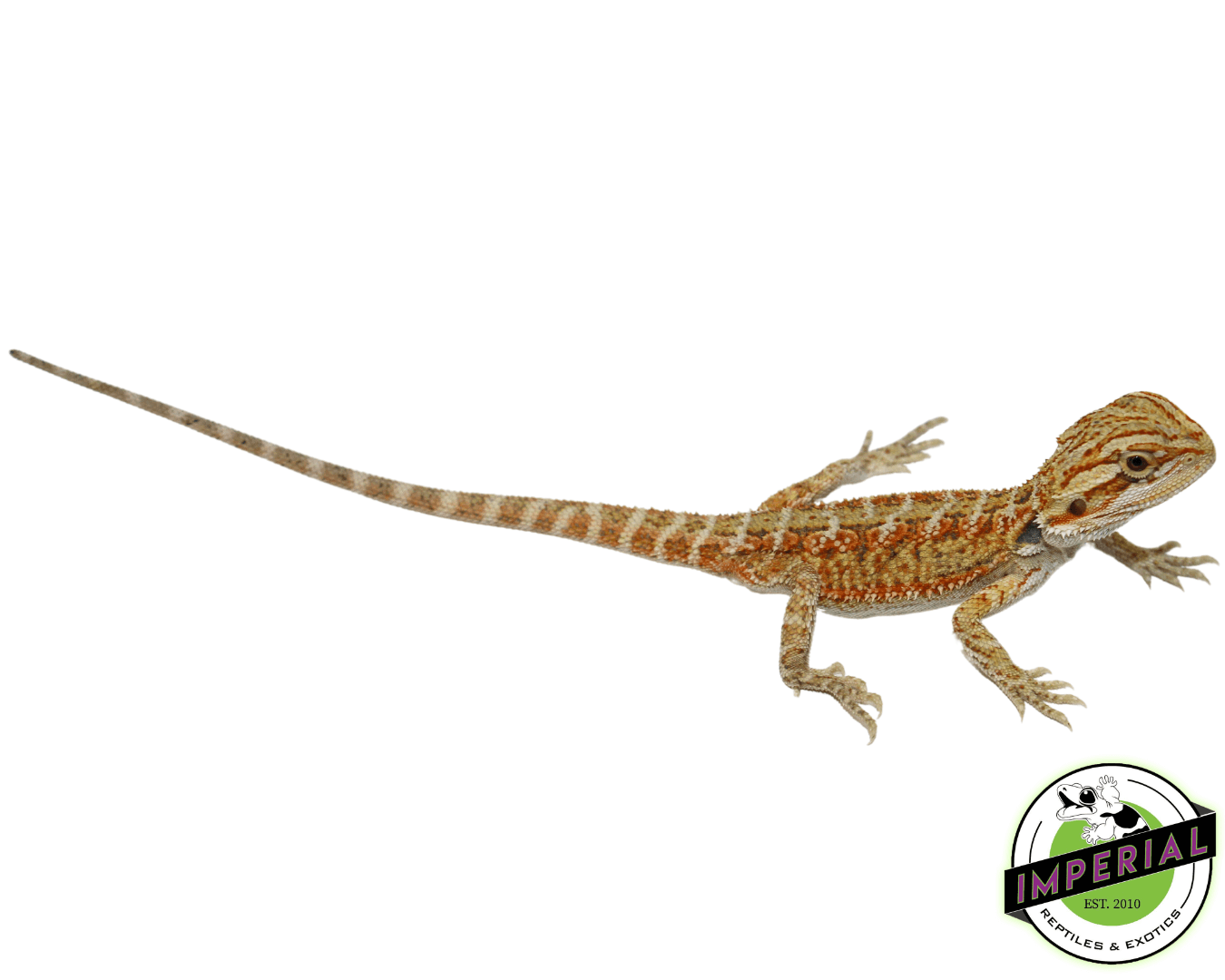 Hypo Citrus Bearded Dragon Baby — image 2