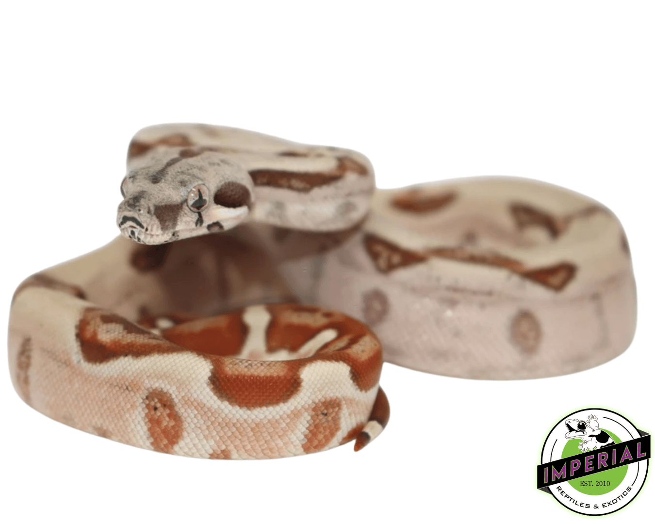 Hypo Colombian Boa Baby