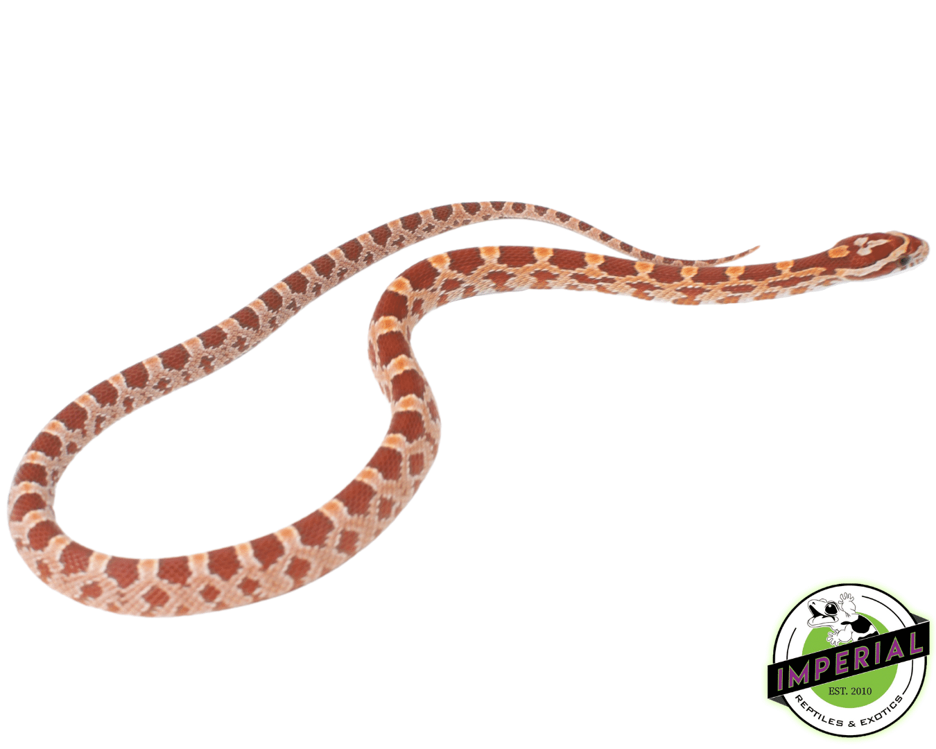 Hypo Corn Snake — image 2