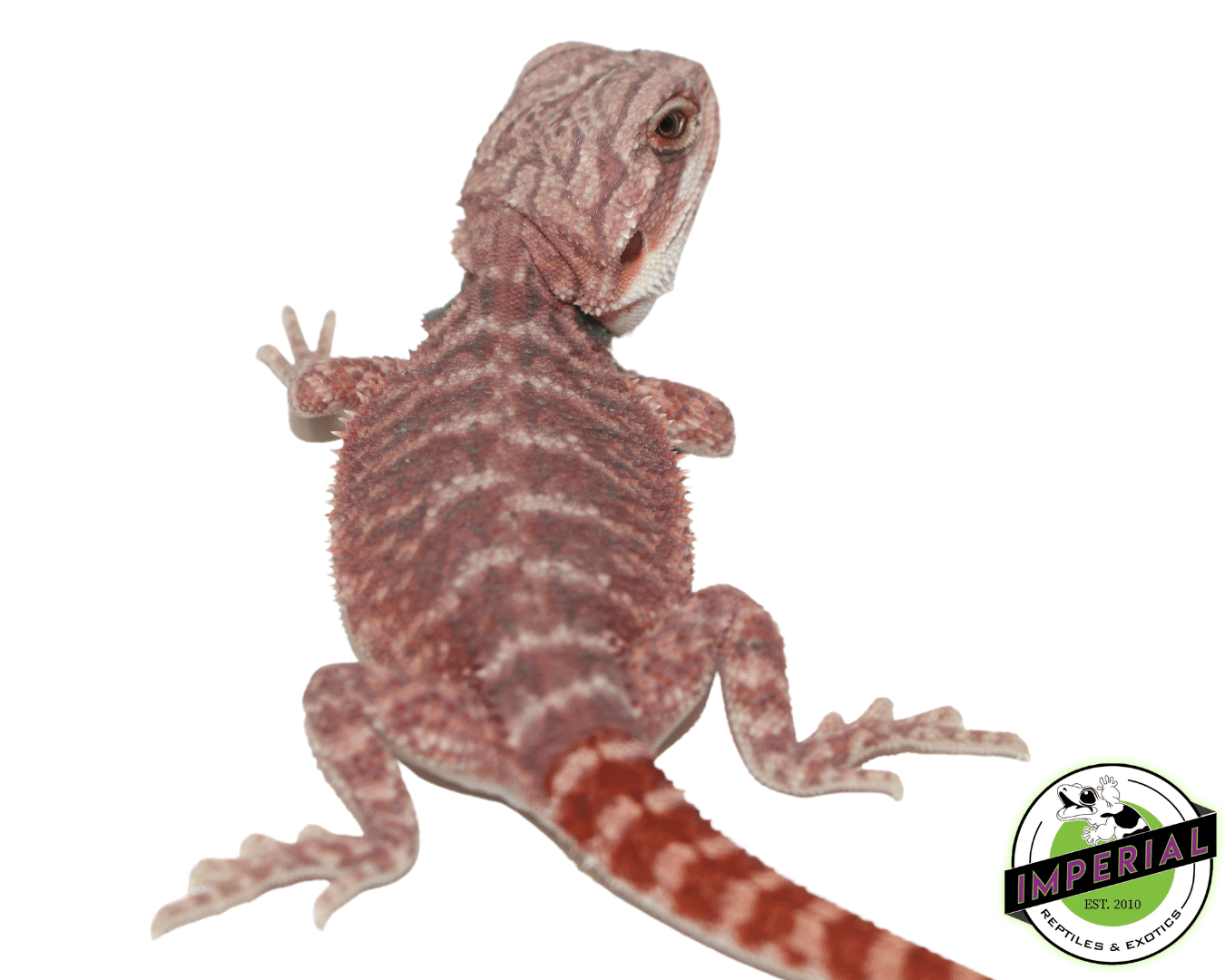 Hypo Deep Red Bearded Dragon — image 3