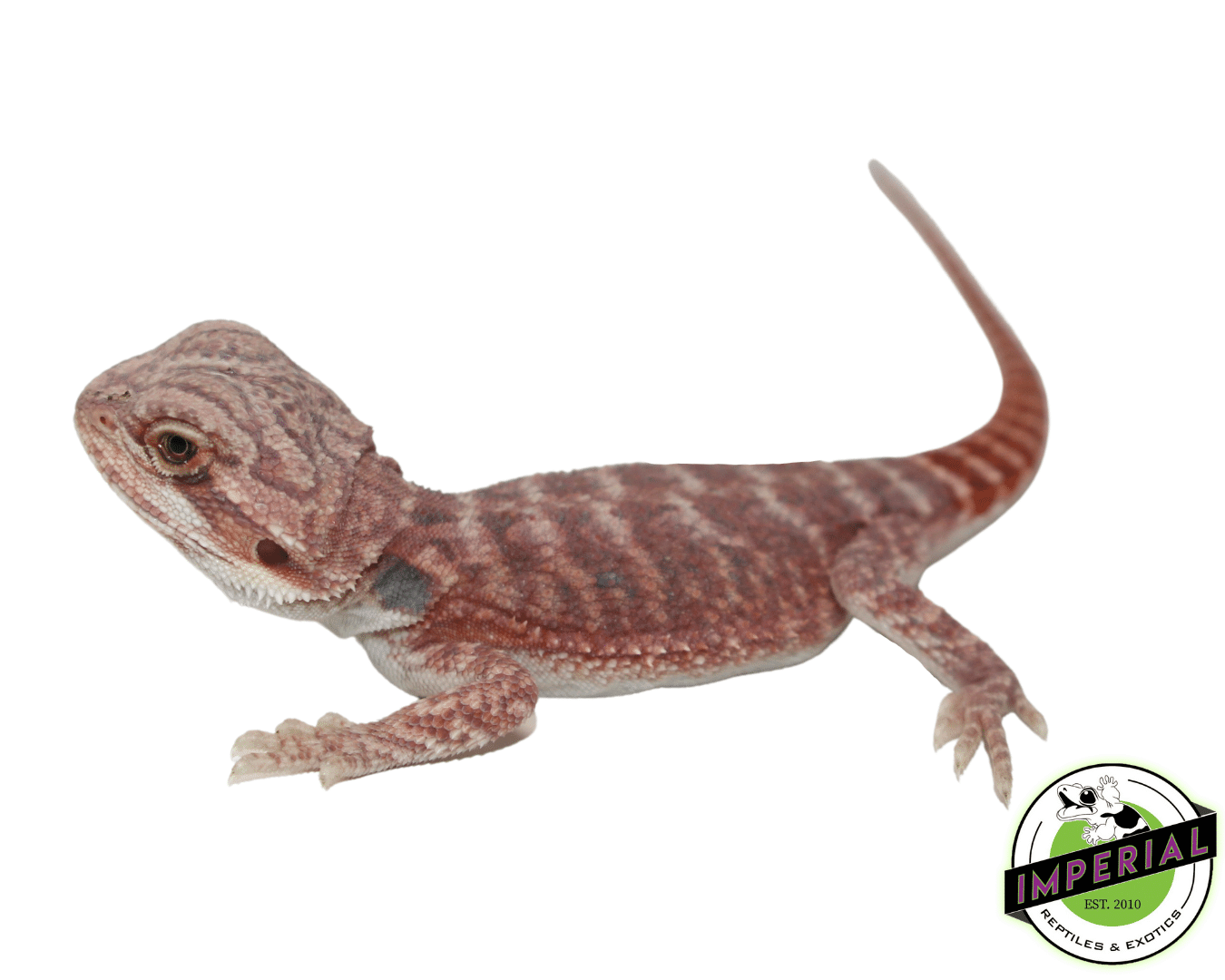 Hypo Deep Red Bearded Dragon — image 2