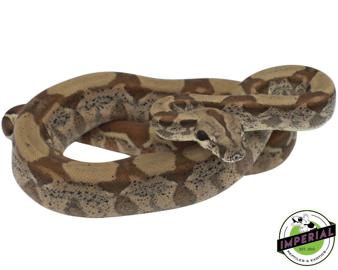 Hypo Het. Anery Boa