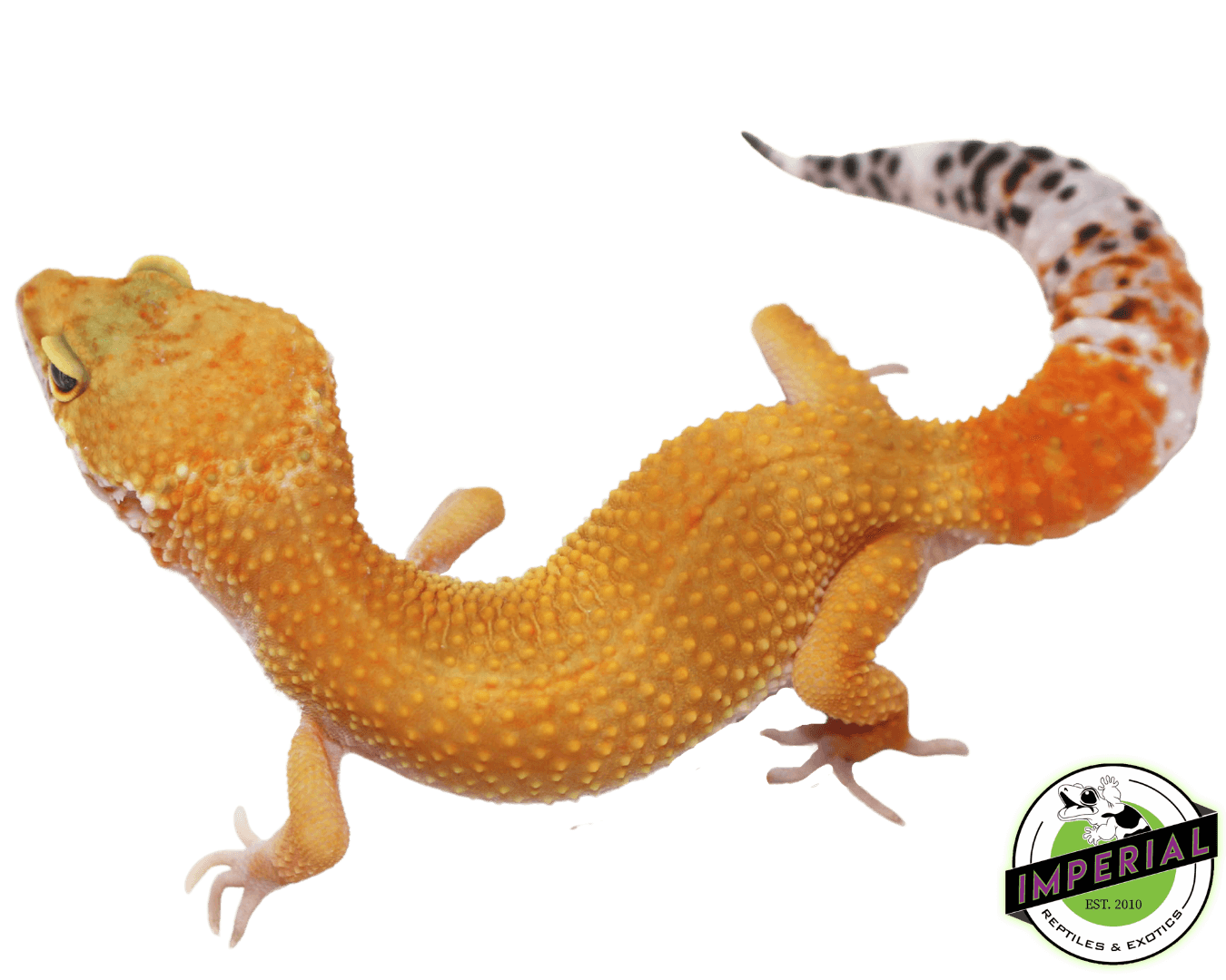 Hypo Het. Eclipse Leopard Gecko Adult — image 2