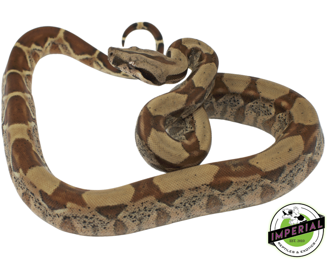 Hypo Het. Kahl Albino Boa