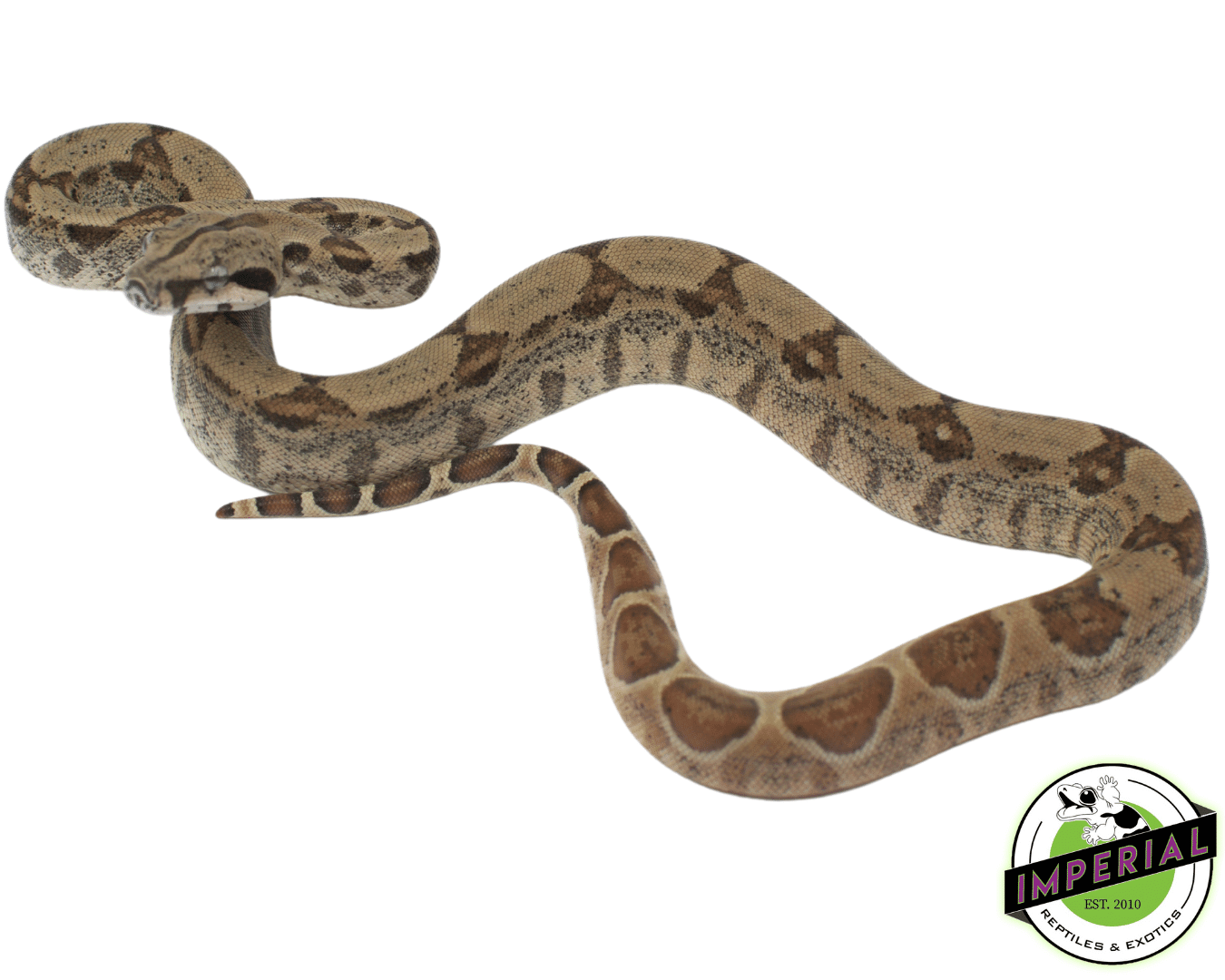 Hypo Het. Kahl Albino Boa — image 2