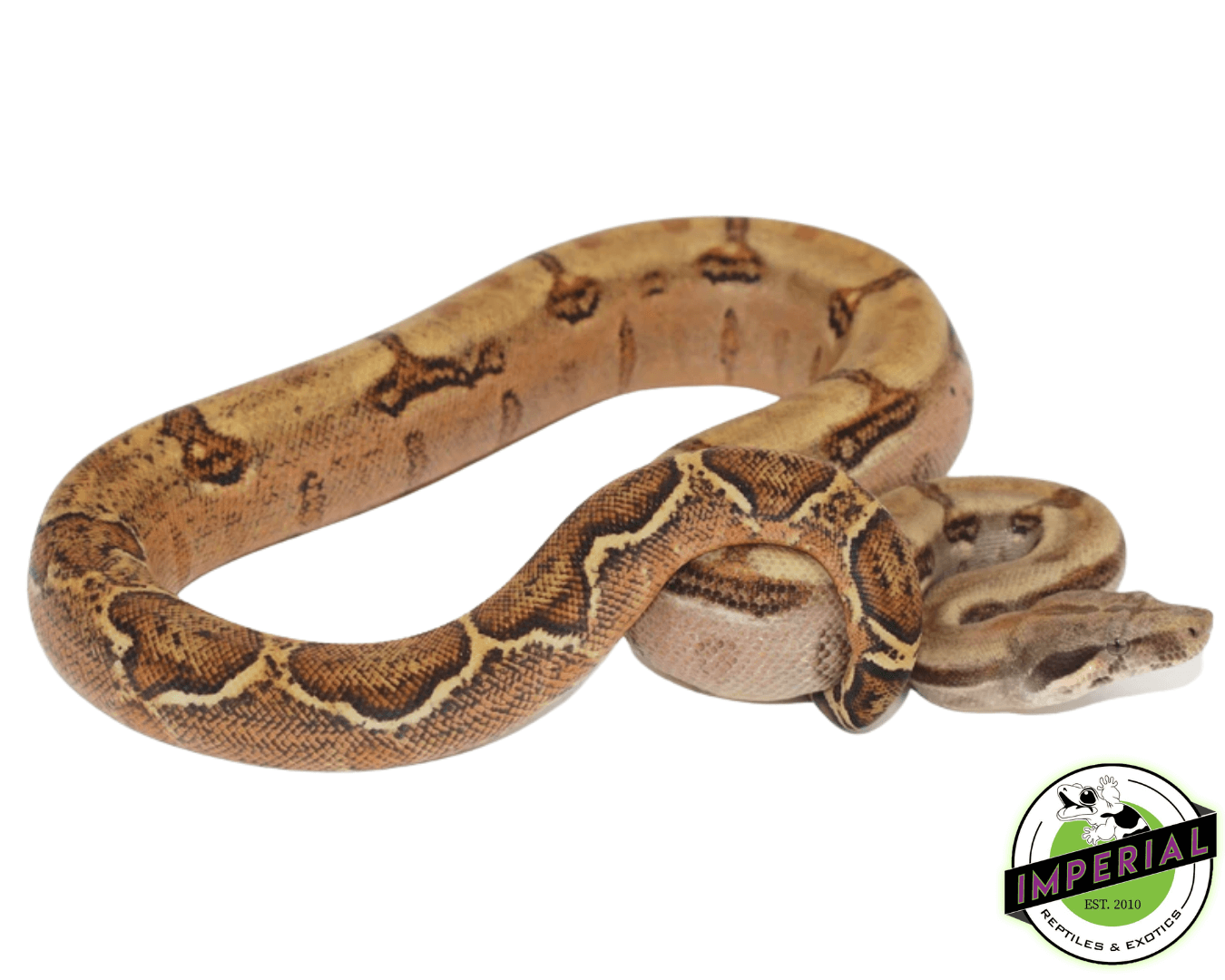 Hypo Hog Island Boa