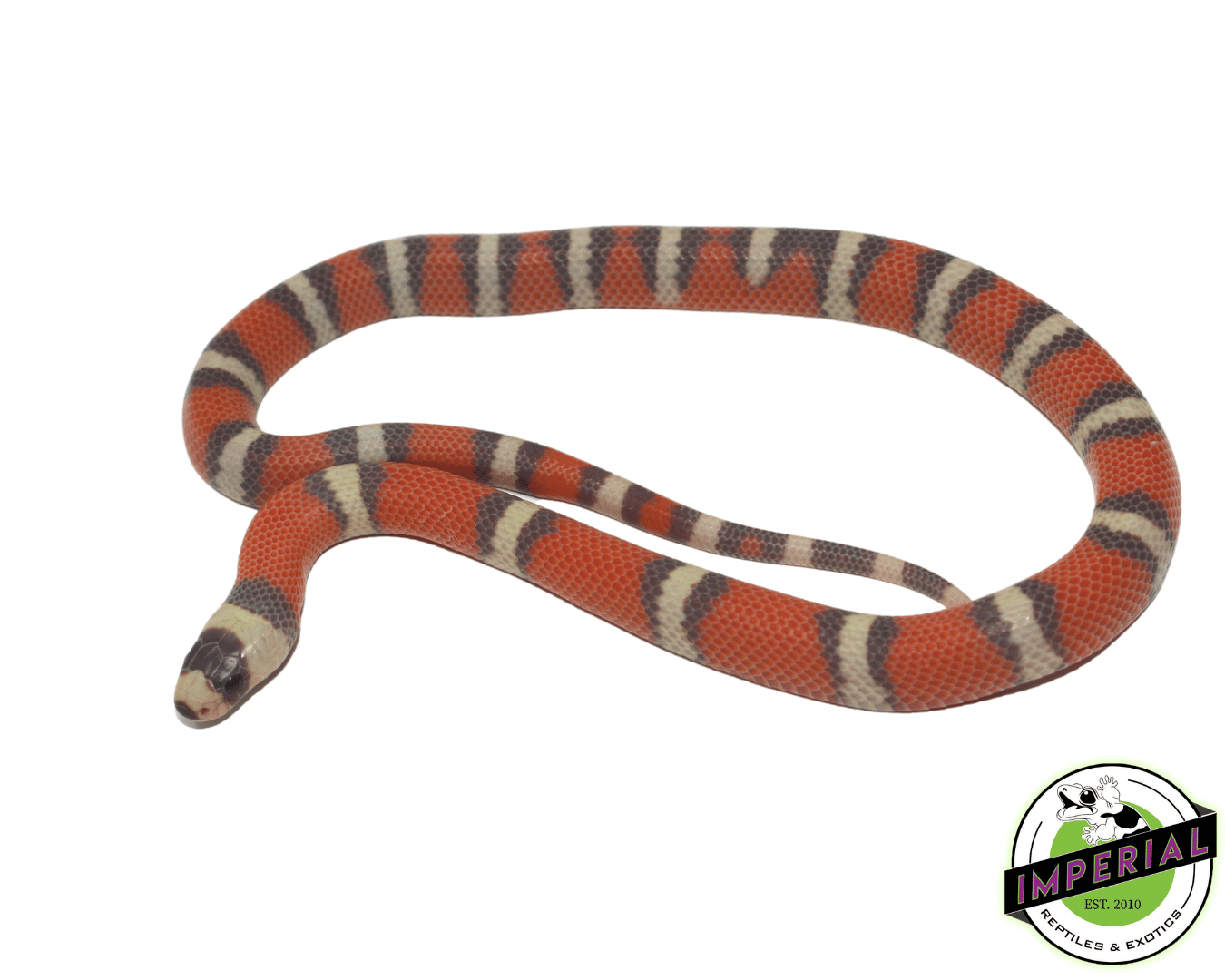 Hypo Honduran Milksnake Baby