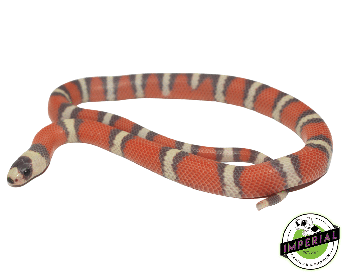 Hypo Honduran Milksnake Baby — image 2