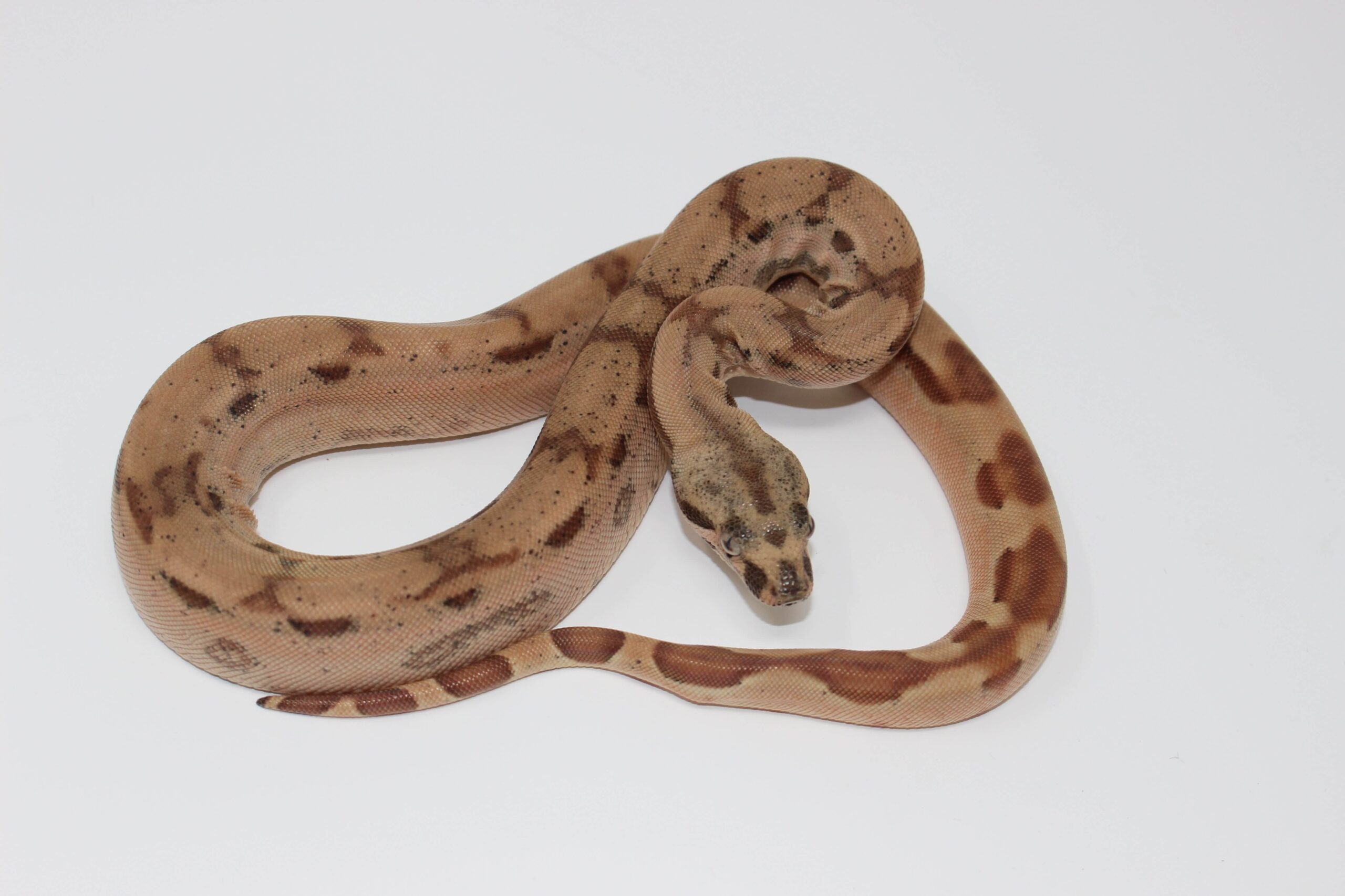 Hypo Jungle Arabesque 66% het. Albino (Kahl) Colombian Boa Baby — image 2