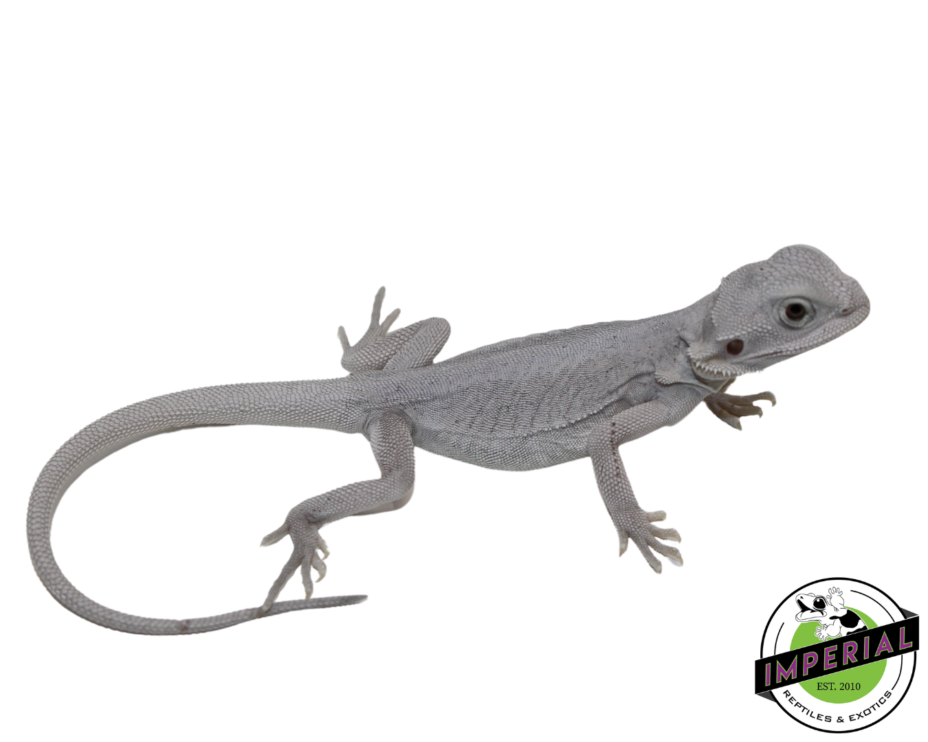 Hypo Leatherback Zero Bearded Dragon Baby