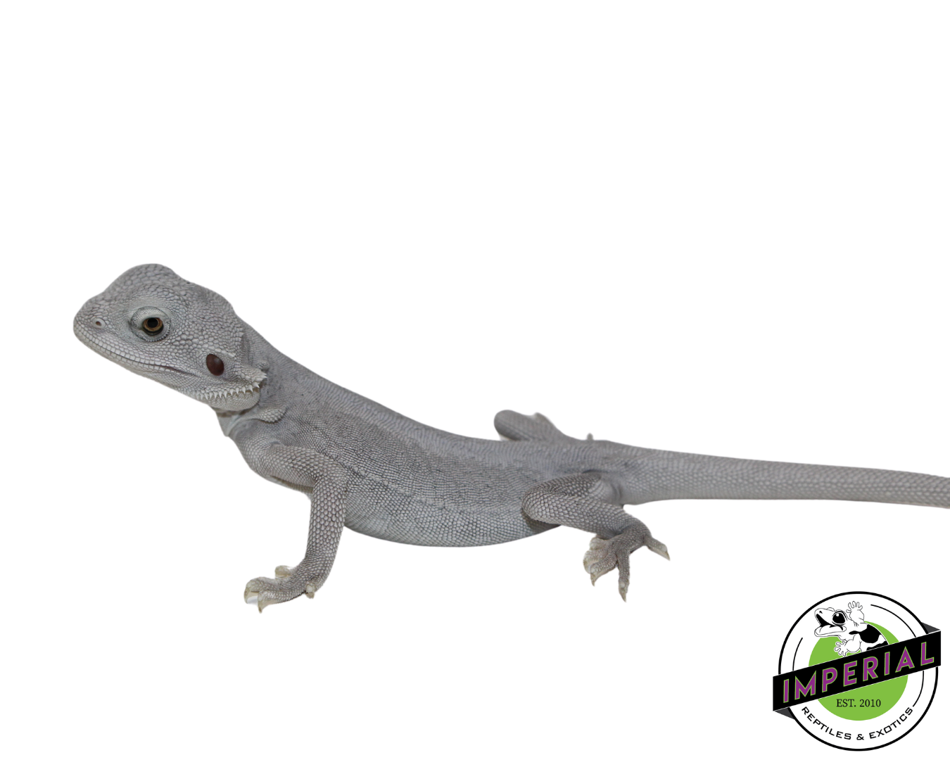 Hypo Leatherback Zero Bearded Dragon Baby — image 2